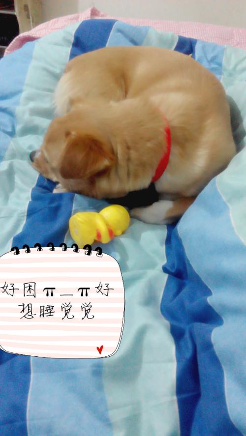 好困,好想睡觉觉 - vivo官方社区