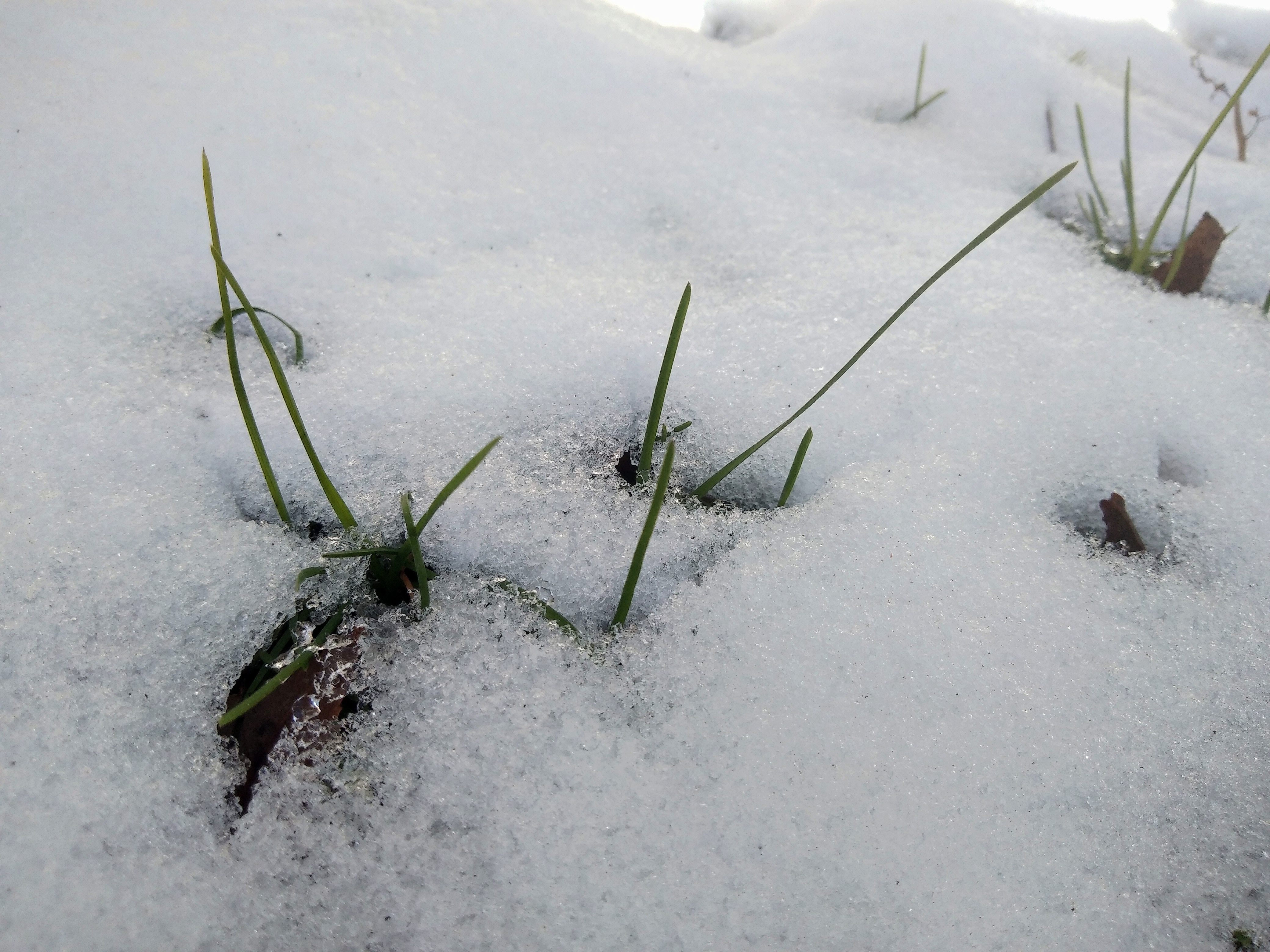【寻冬】坚强的小草 - vivo官方社区