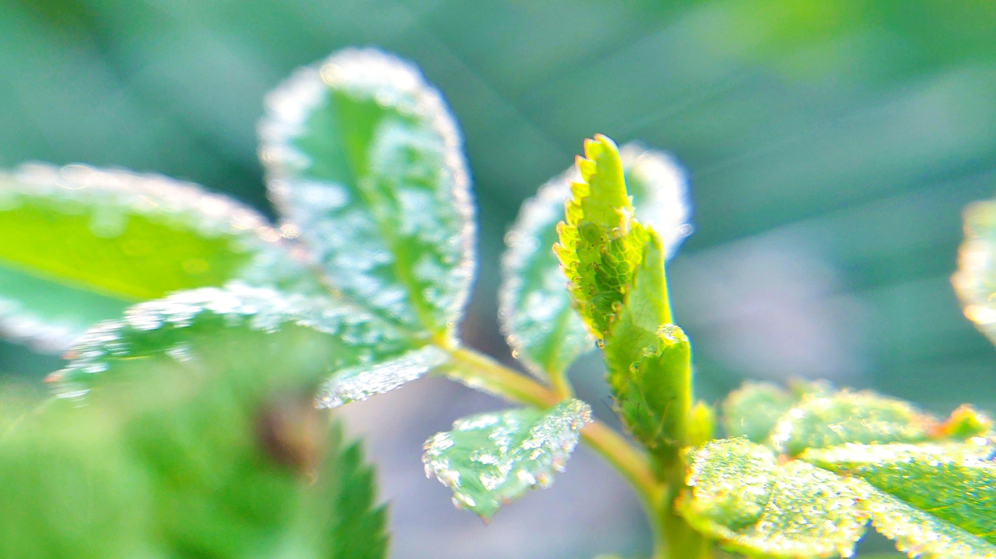 【x20】冬日里的生机勃勃 - vivo官方社区