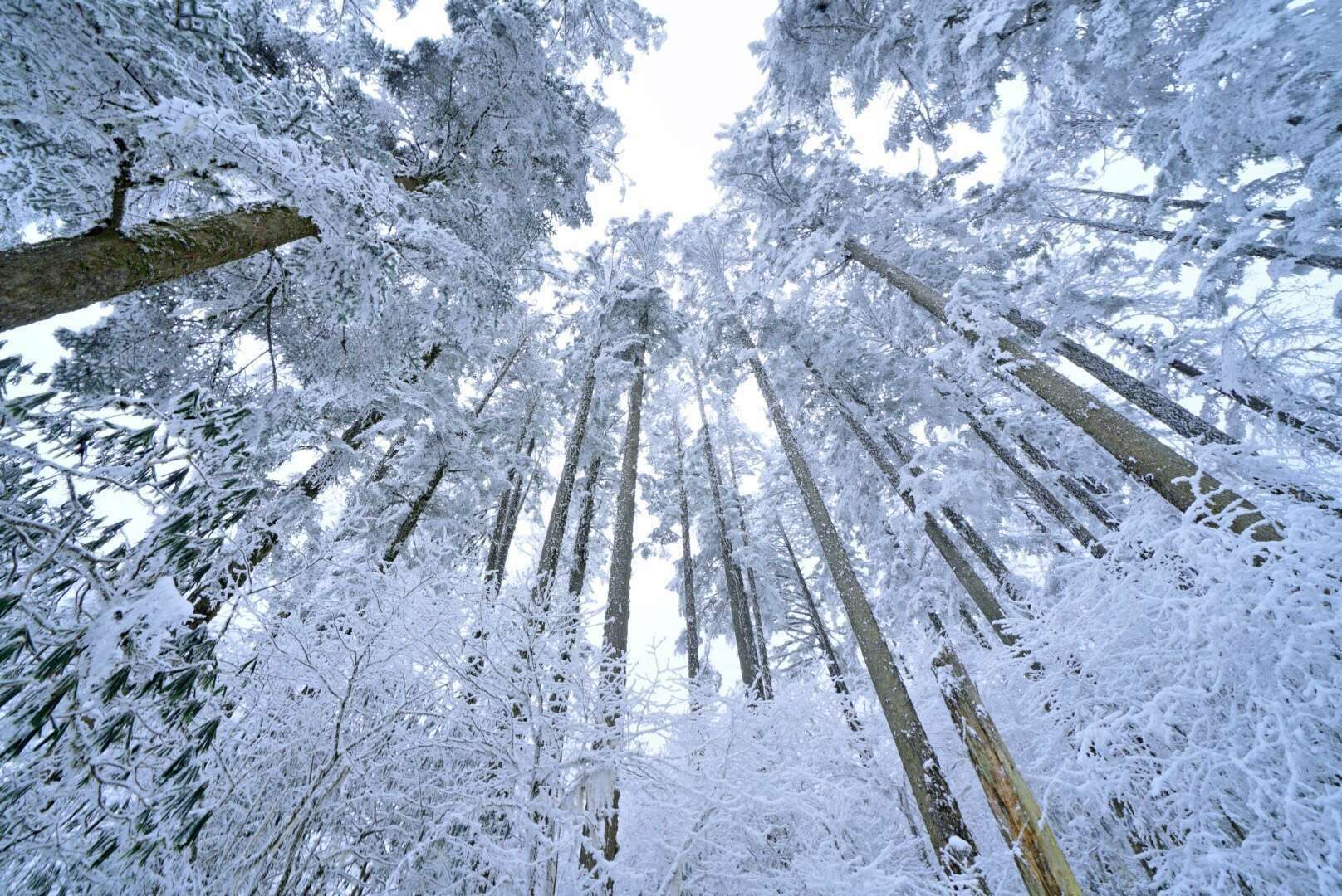 y85拍照分享 - vivo官方社区