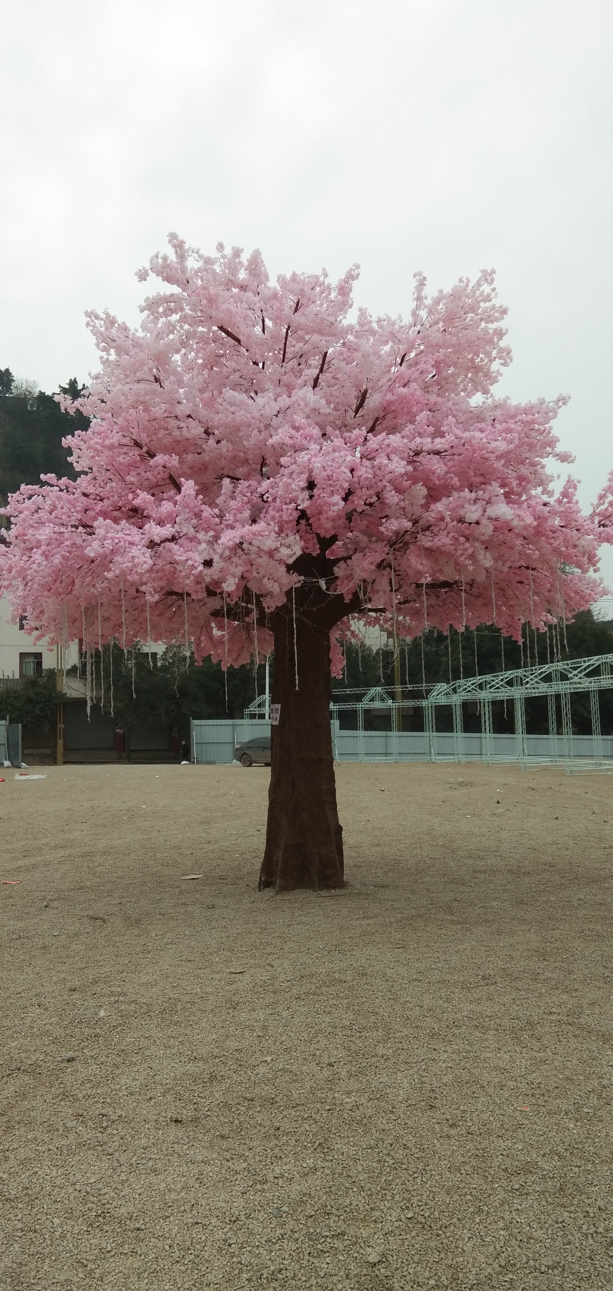 巜樱花树巜盘根错结