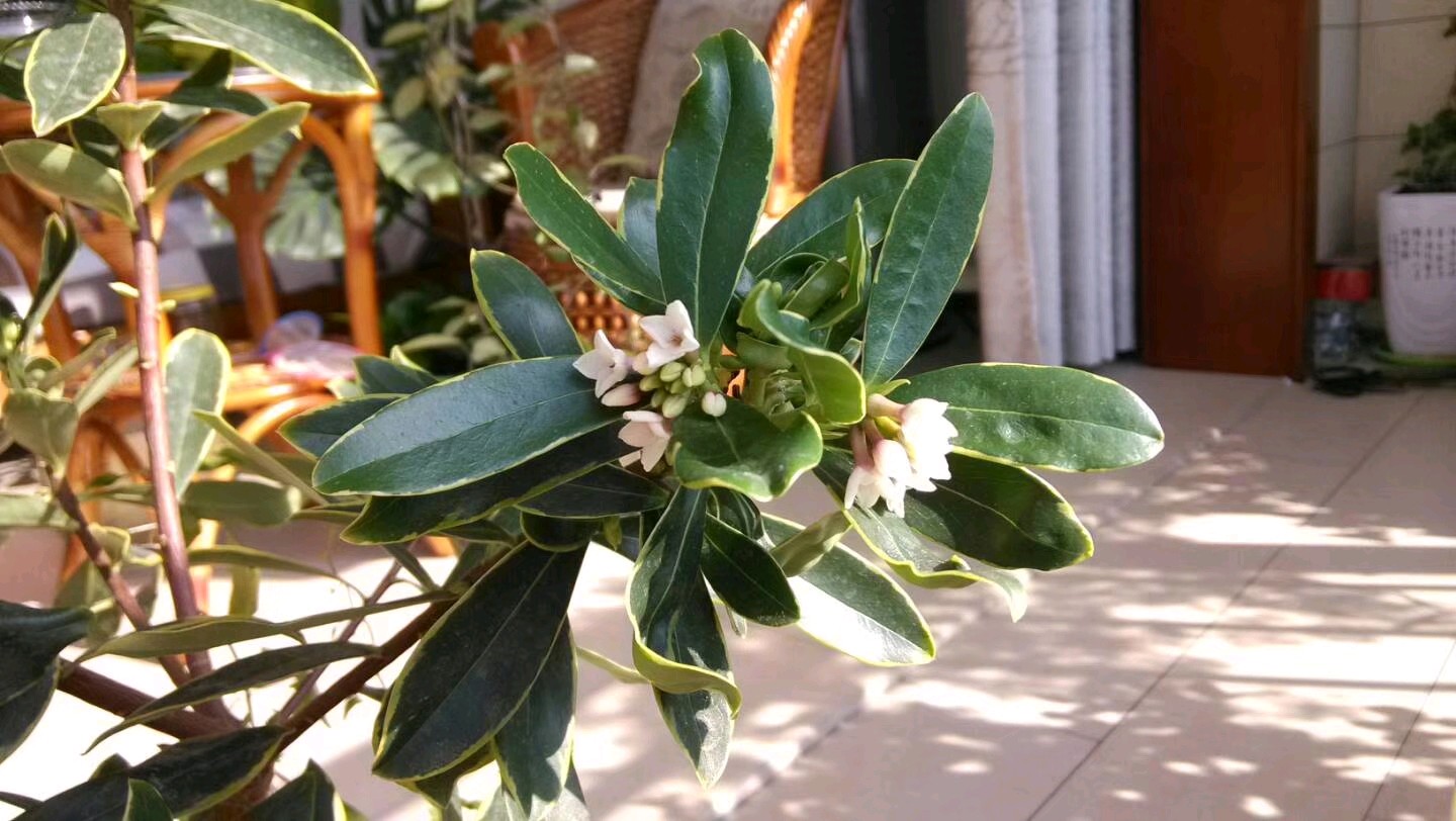 (美拍五)金边瑞香