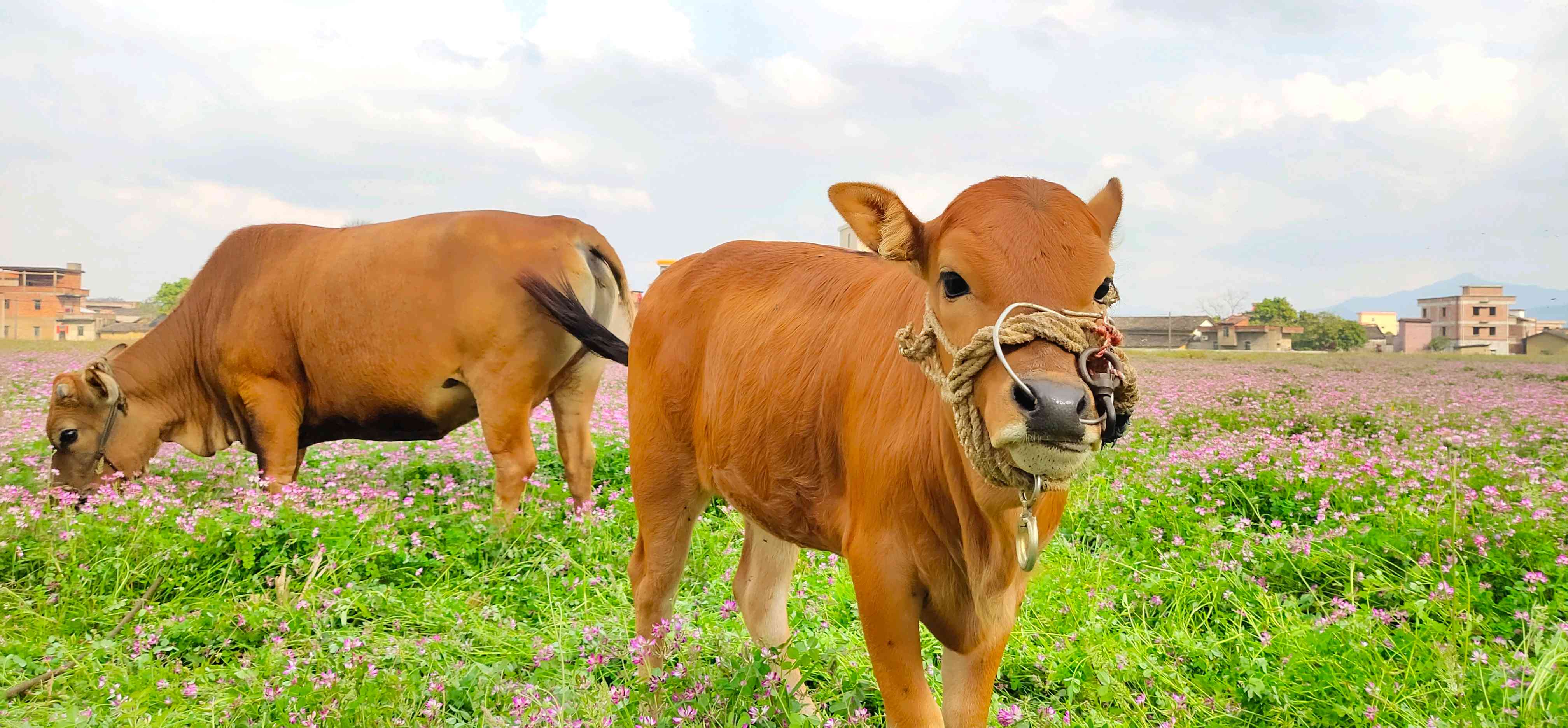 【nex双屏版样张】二头牛 - vivo官方社区