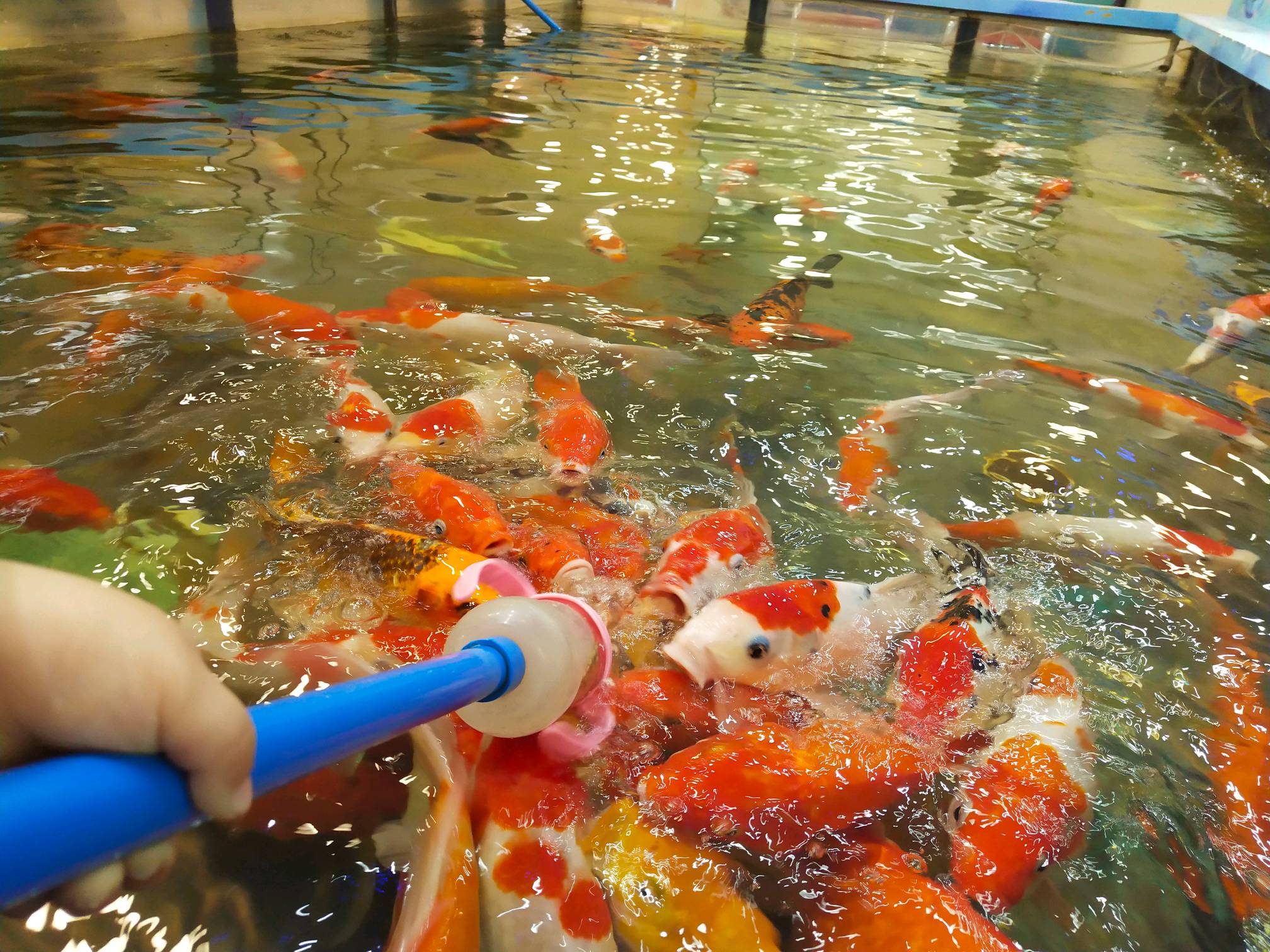 96鱼,吃奶嘴 - vivo官网社区