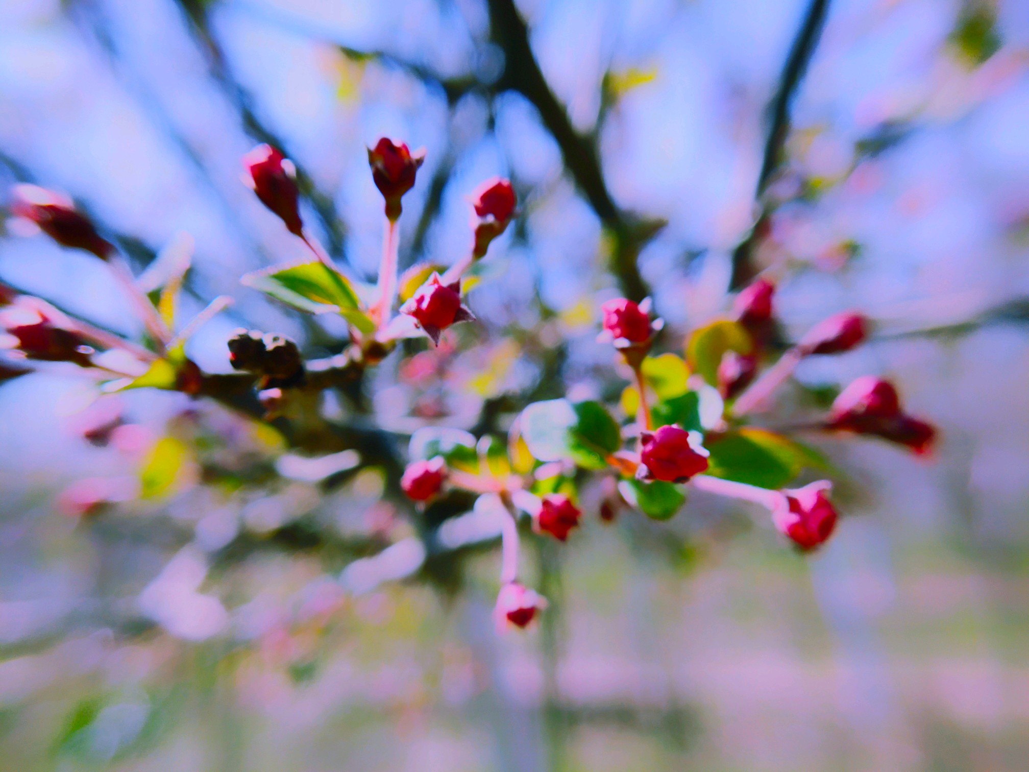 【nex双屏版】等待花开 - vivo官方社区