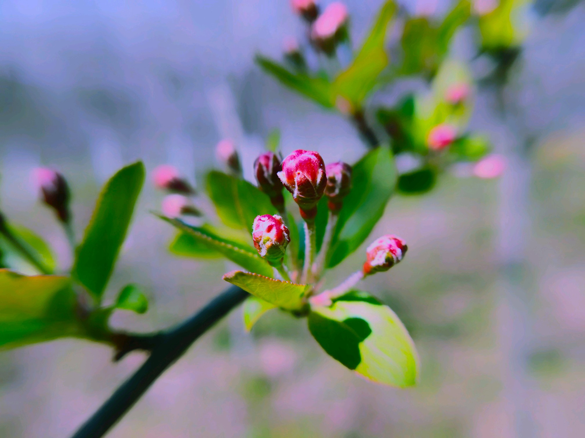 【nex双屏版】等待花开 - vivo官方社区