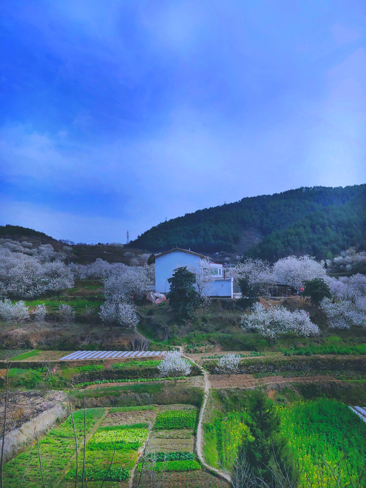 【寻春】醉美郧阳樱桃沟