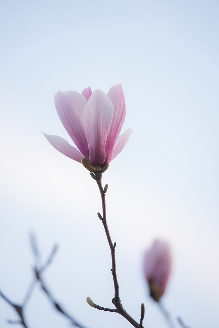 白玉兰 - vivo官方社区