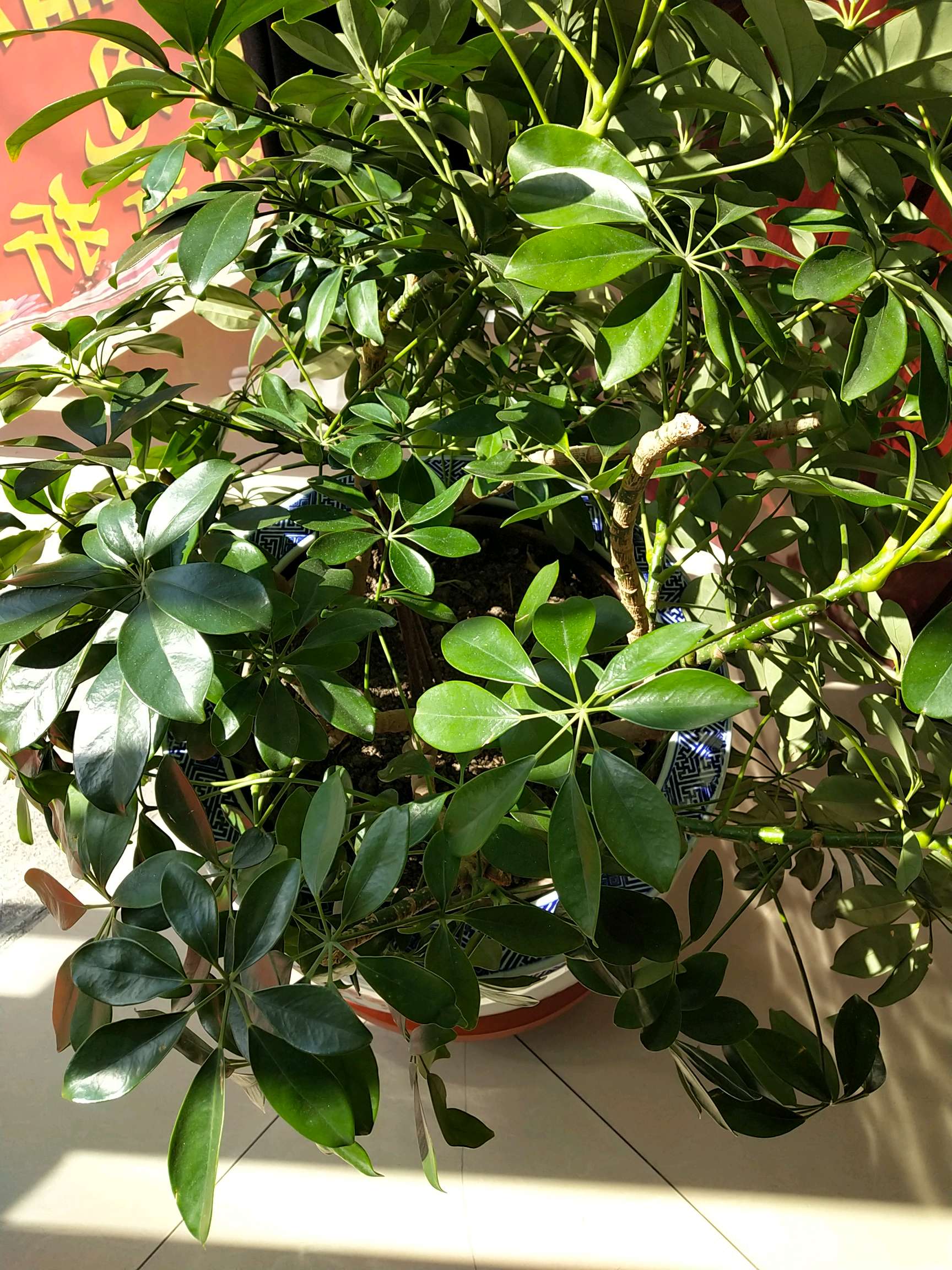 决明子 - vivo官方社区