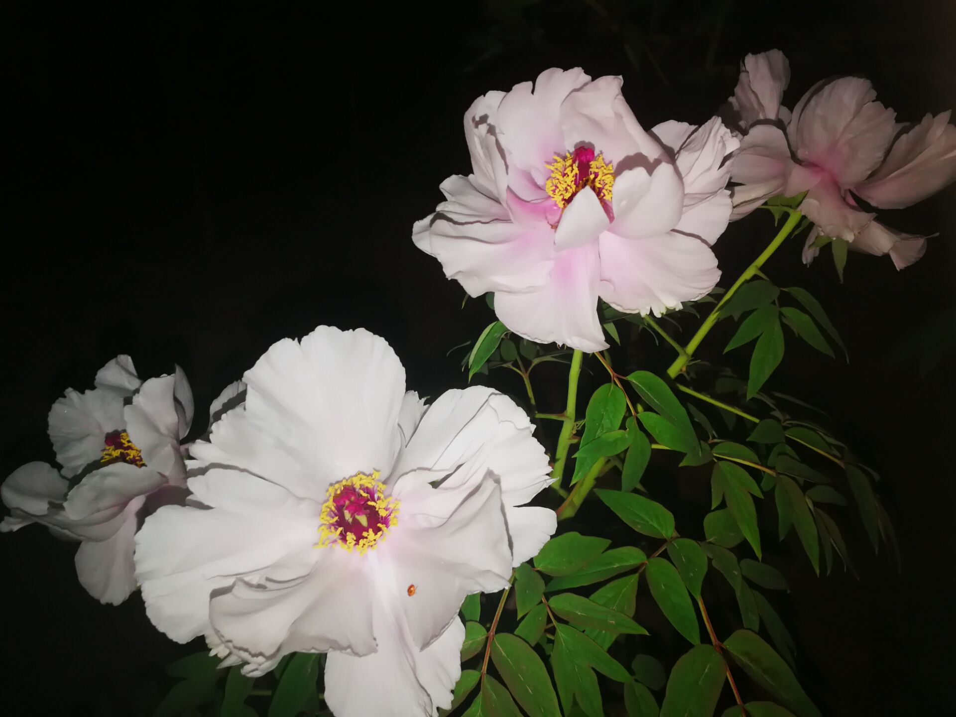 黑夜里的牡丹花