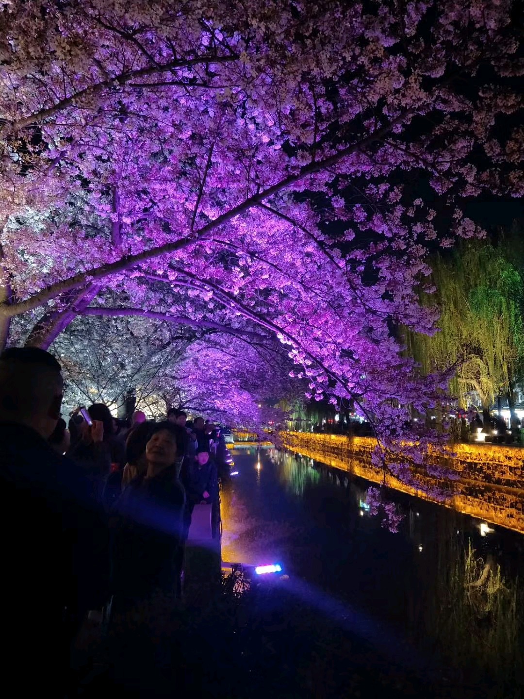 江苏省苏州常熟方塔街樱花