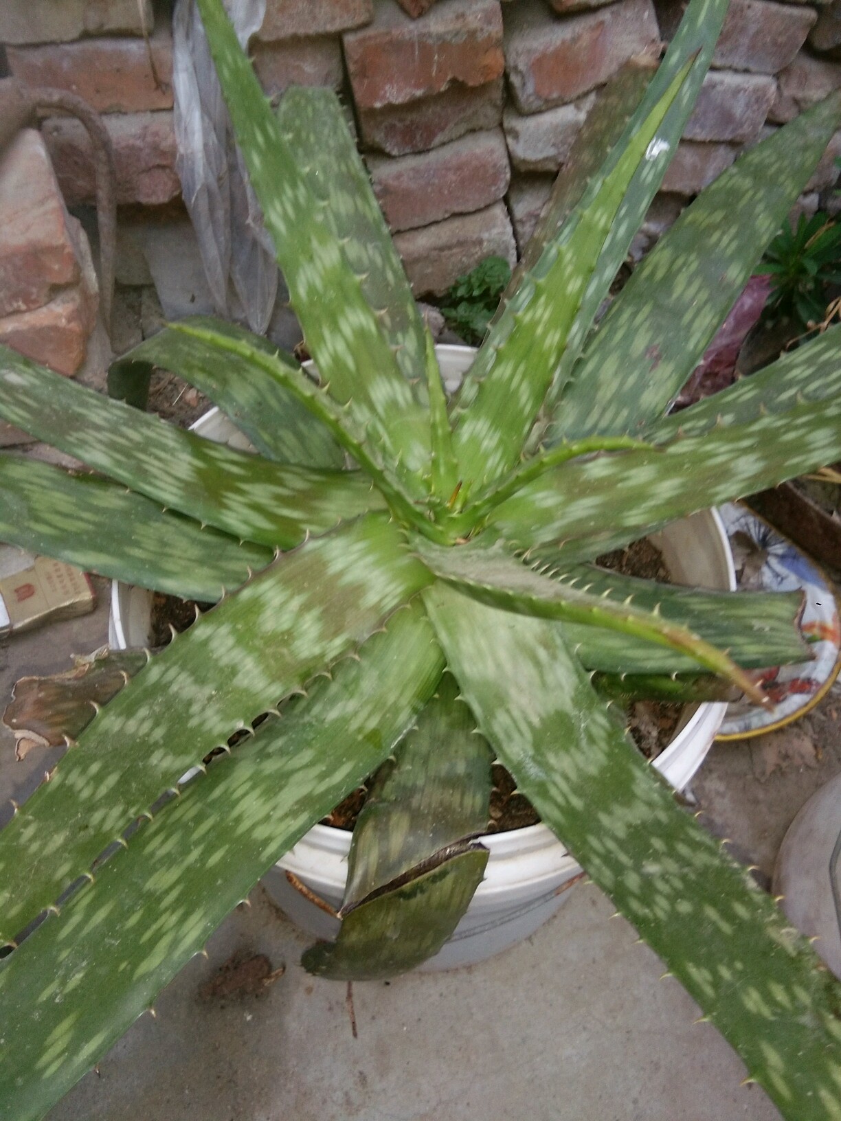这种芦荟有毒吗