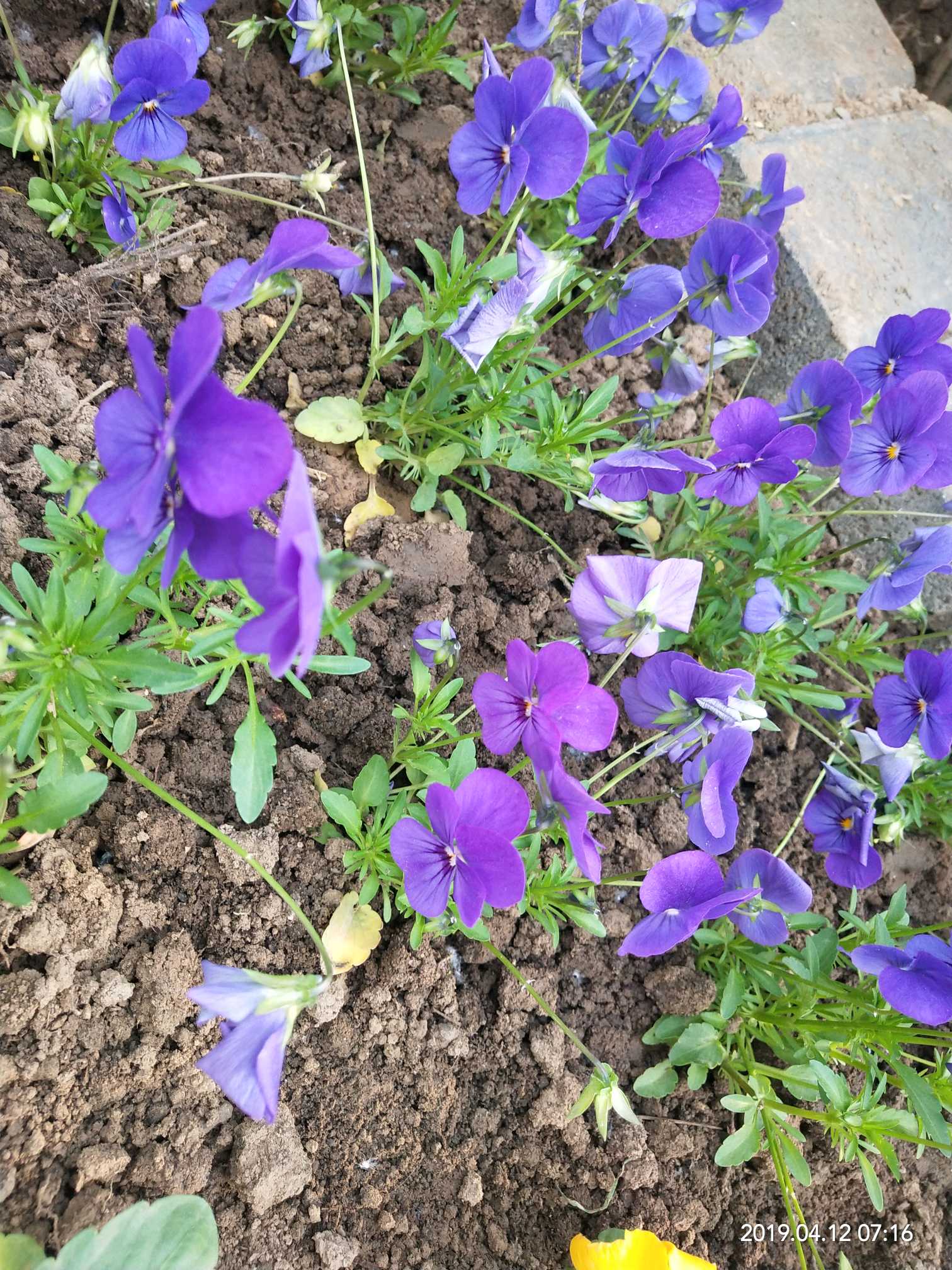 四月随拍最爱芳草鲜美落英缤纷四月天