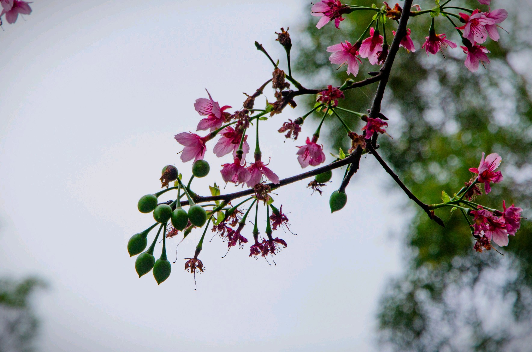 x20拍的 - vivo官方社区