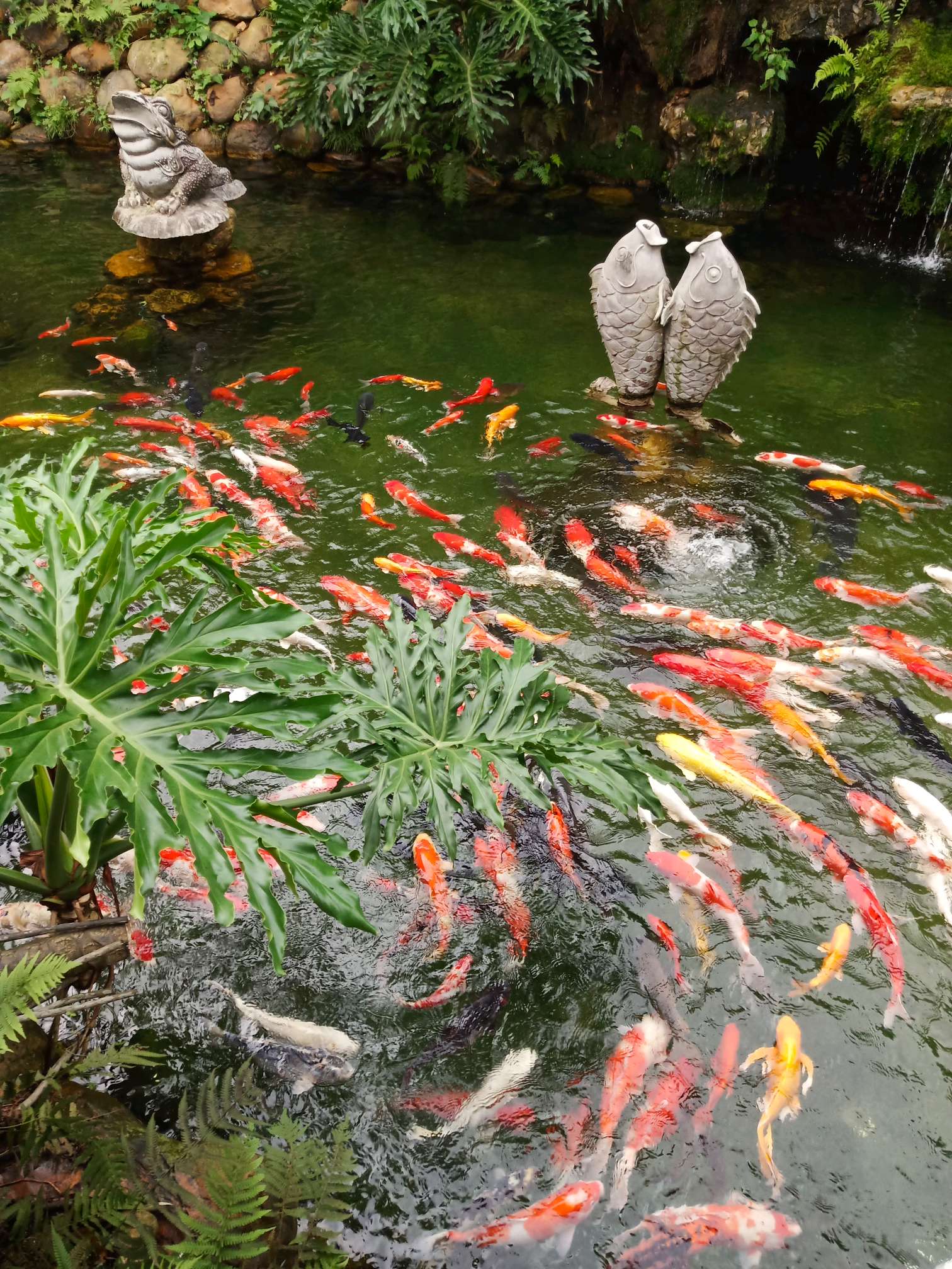 年年有鱼 - vivo官方社区