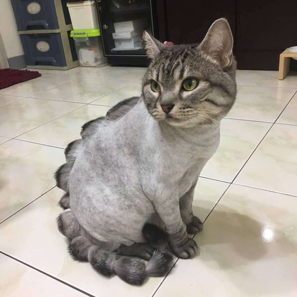 我是一只小恐龙嗷嗷嗷