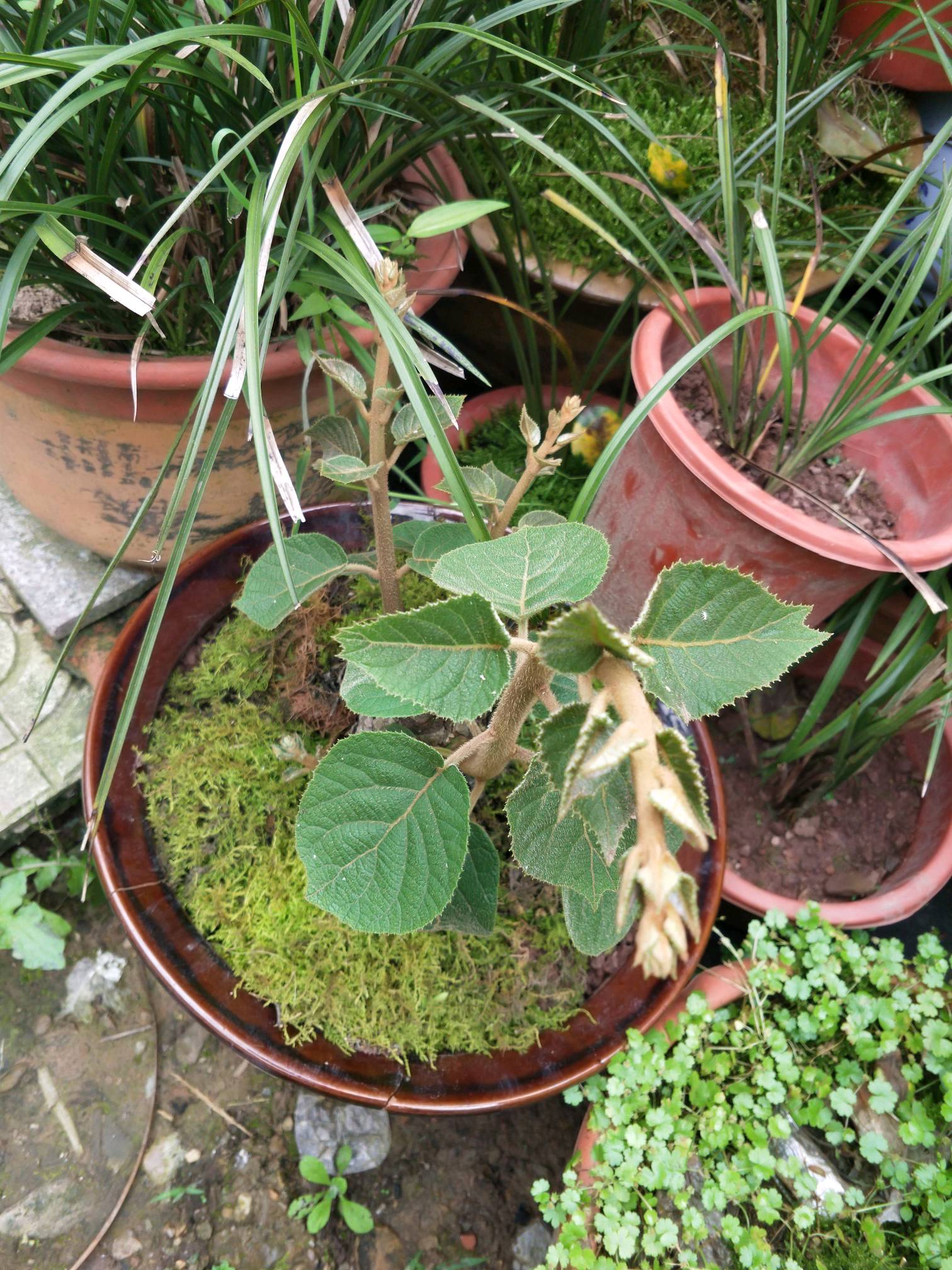 我的野生猕猴桃. - vivo官方社区