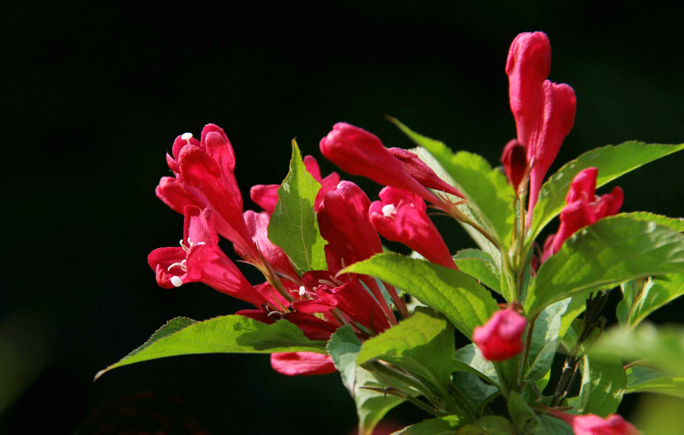 前程似锦锦带花