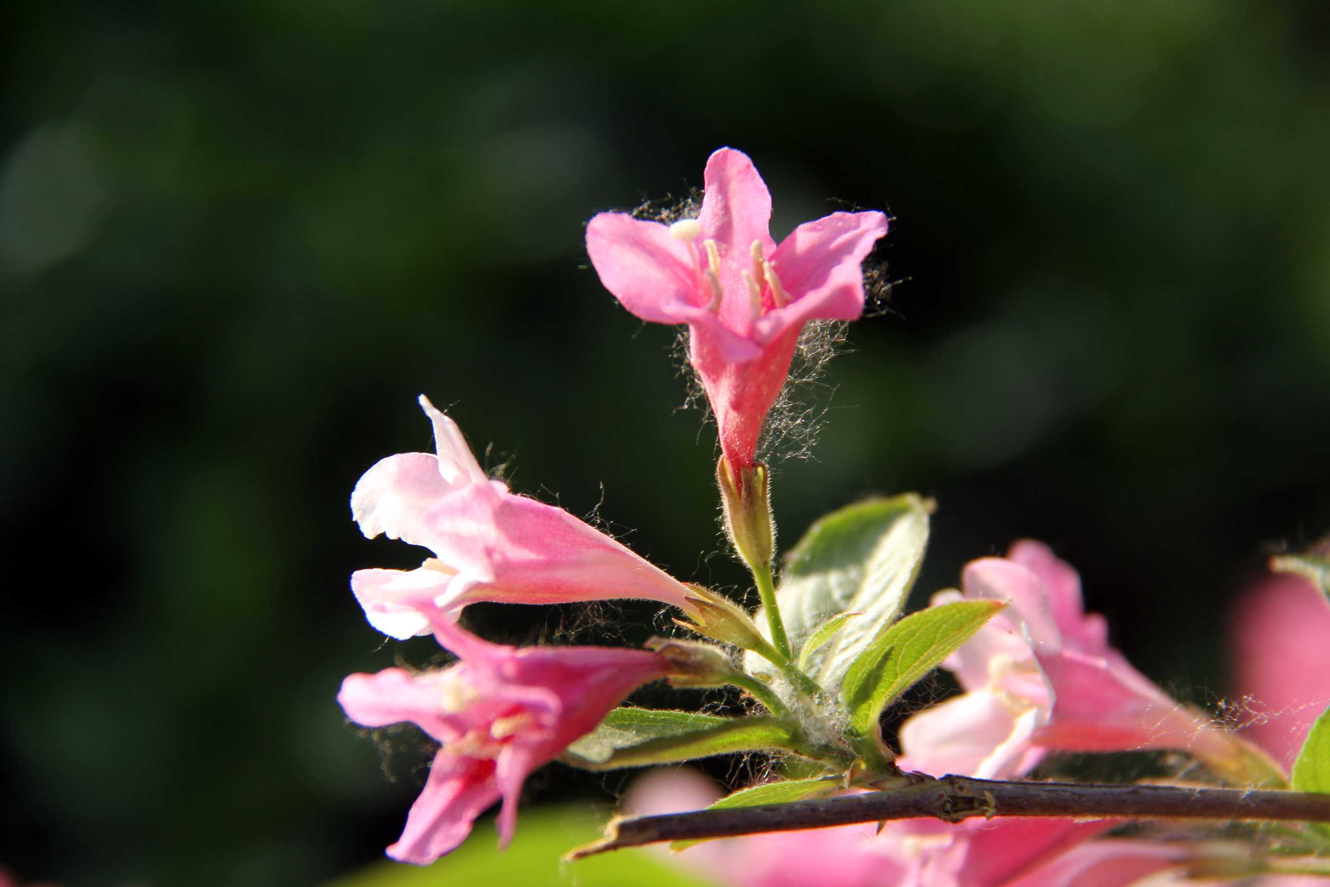 前程似锦锦带花
