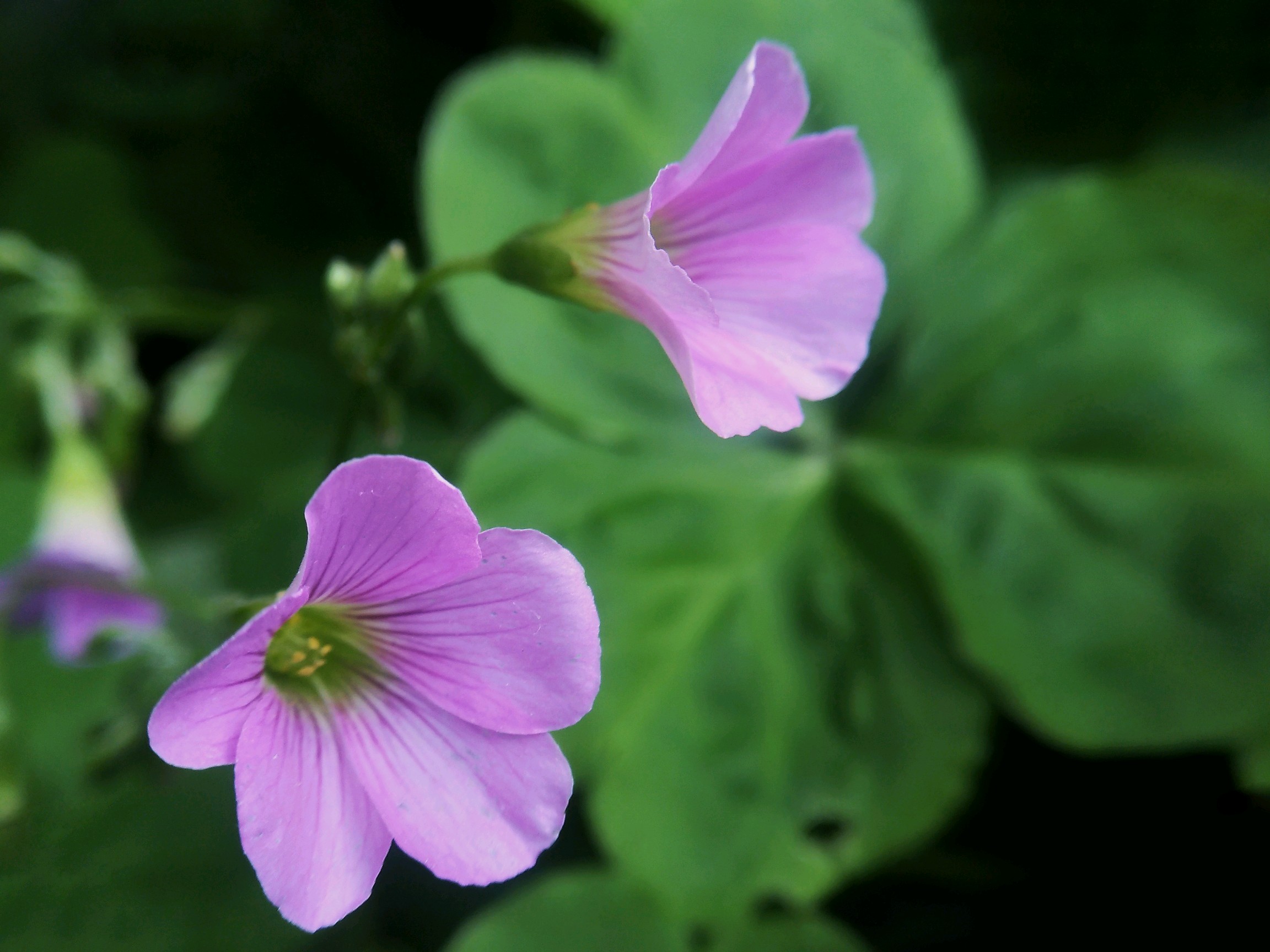 【x9】酢浆花 - vivo官方社区