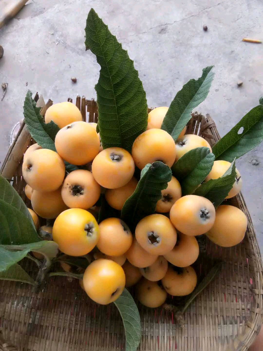 枇杷熟了 果娃子山上吃枇杷了 - vivo官方社区