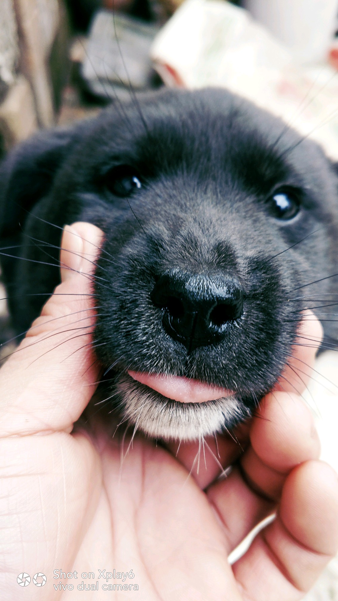 一只小哈皮90 - vivo官方社区