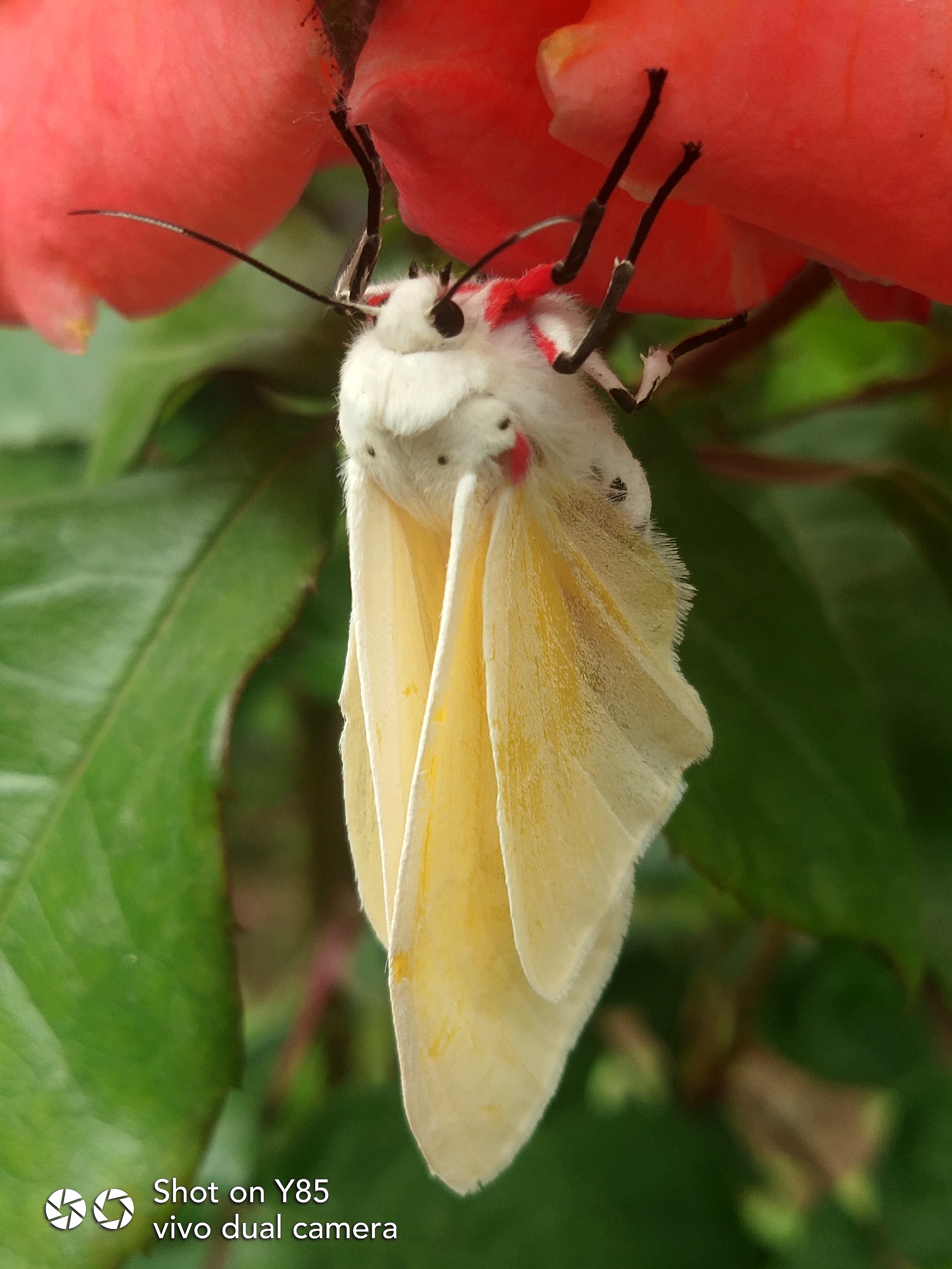 【y85a】微视界/小白蛾 - vivo官方社区
