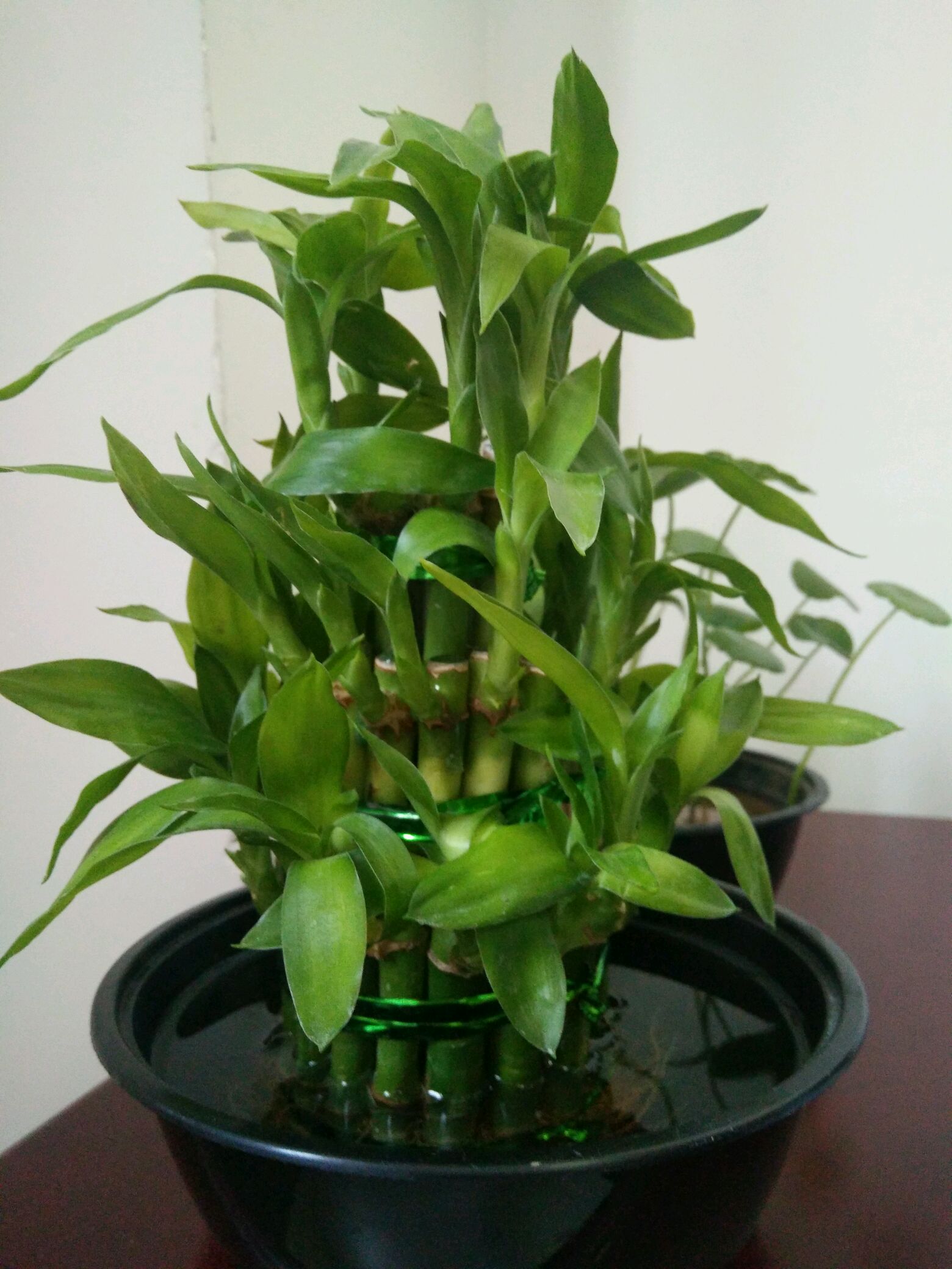 z5精彩生活#富贵竹 - vivo官方社区