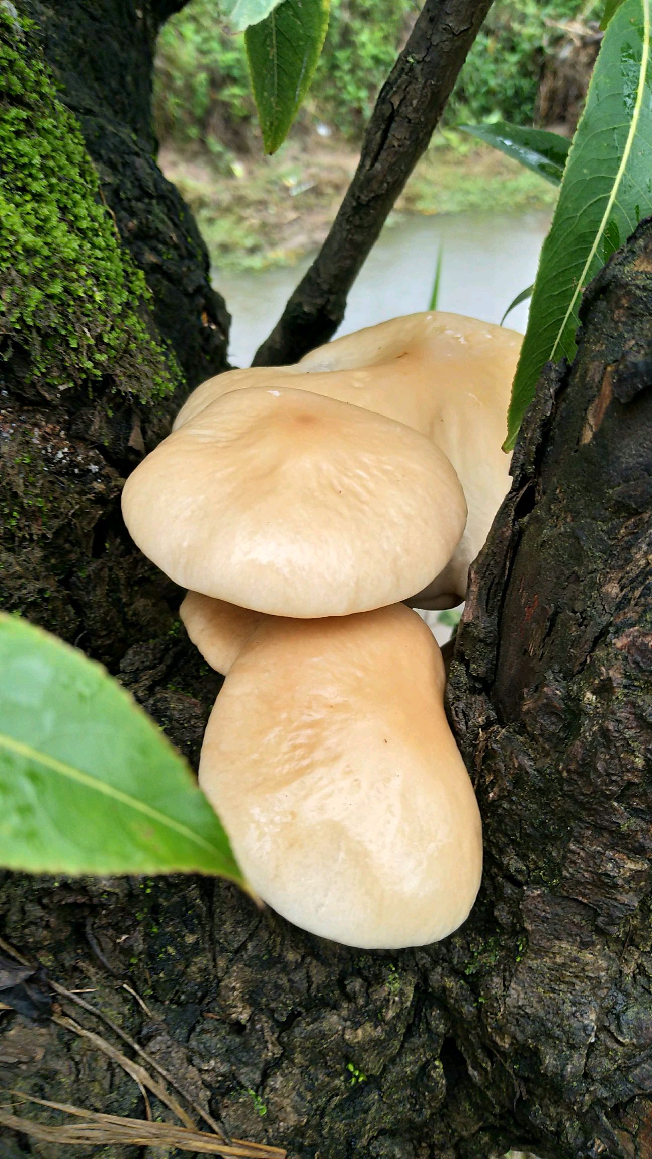 柳树蘑菇图片 可食用图片