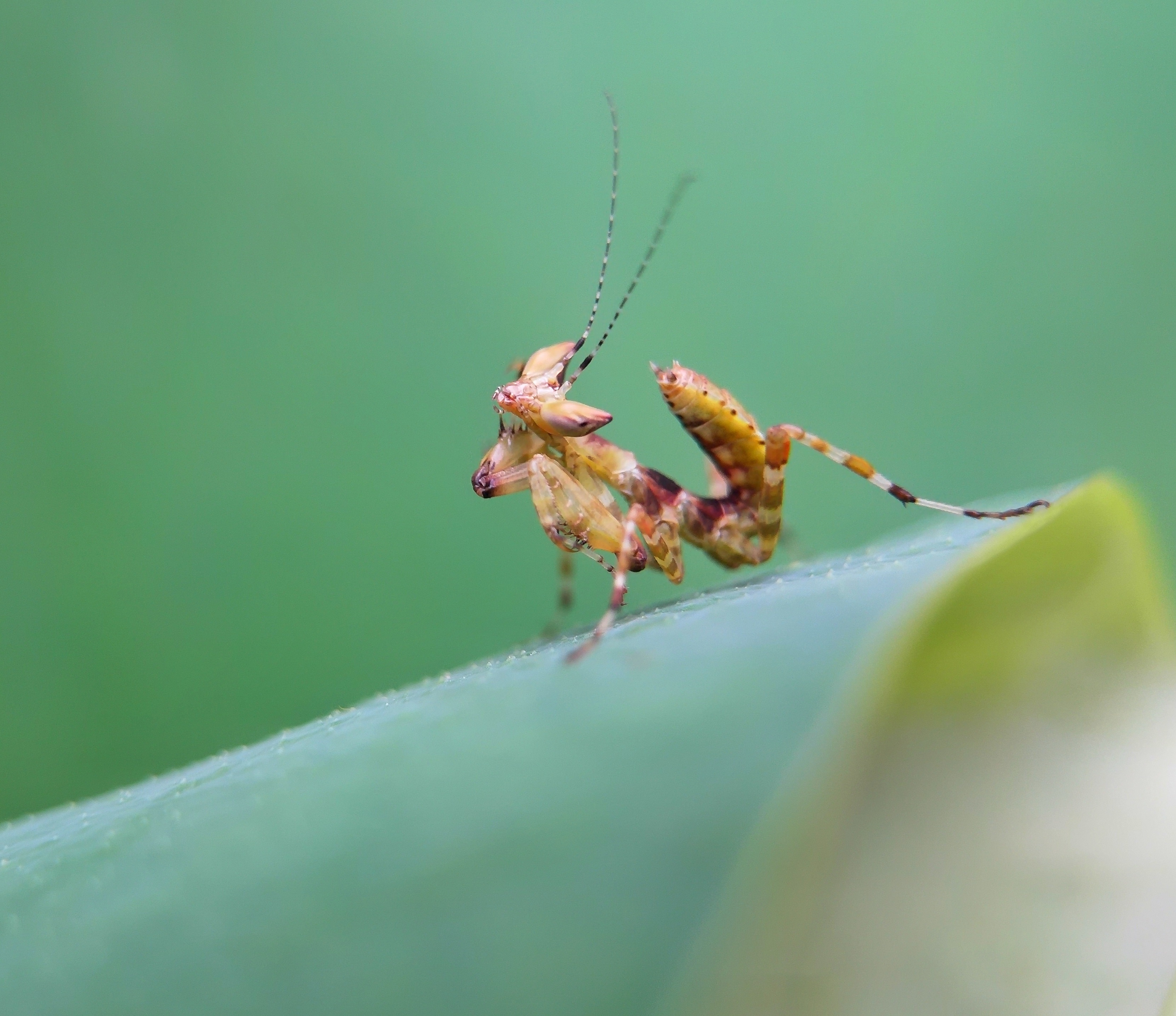 z5精彩生活手机微距螳螂