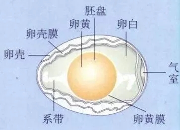 气室在鸡蛋的什么位置图片