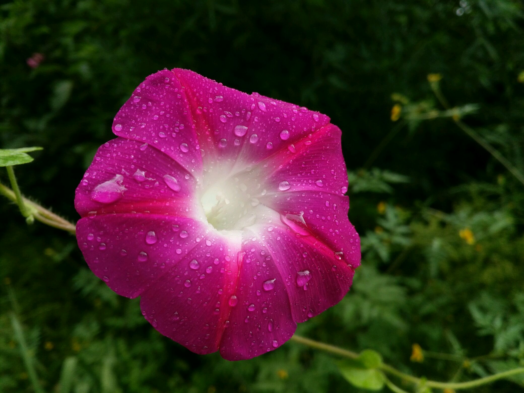 雨后牵牛花 