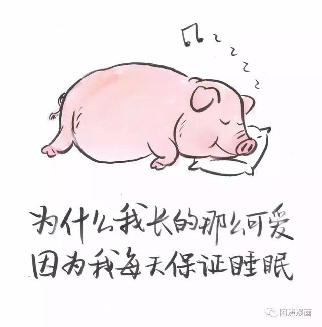 哲理一头猪的自我认知
