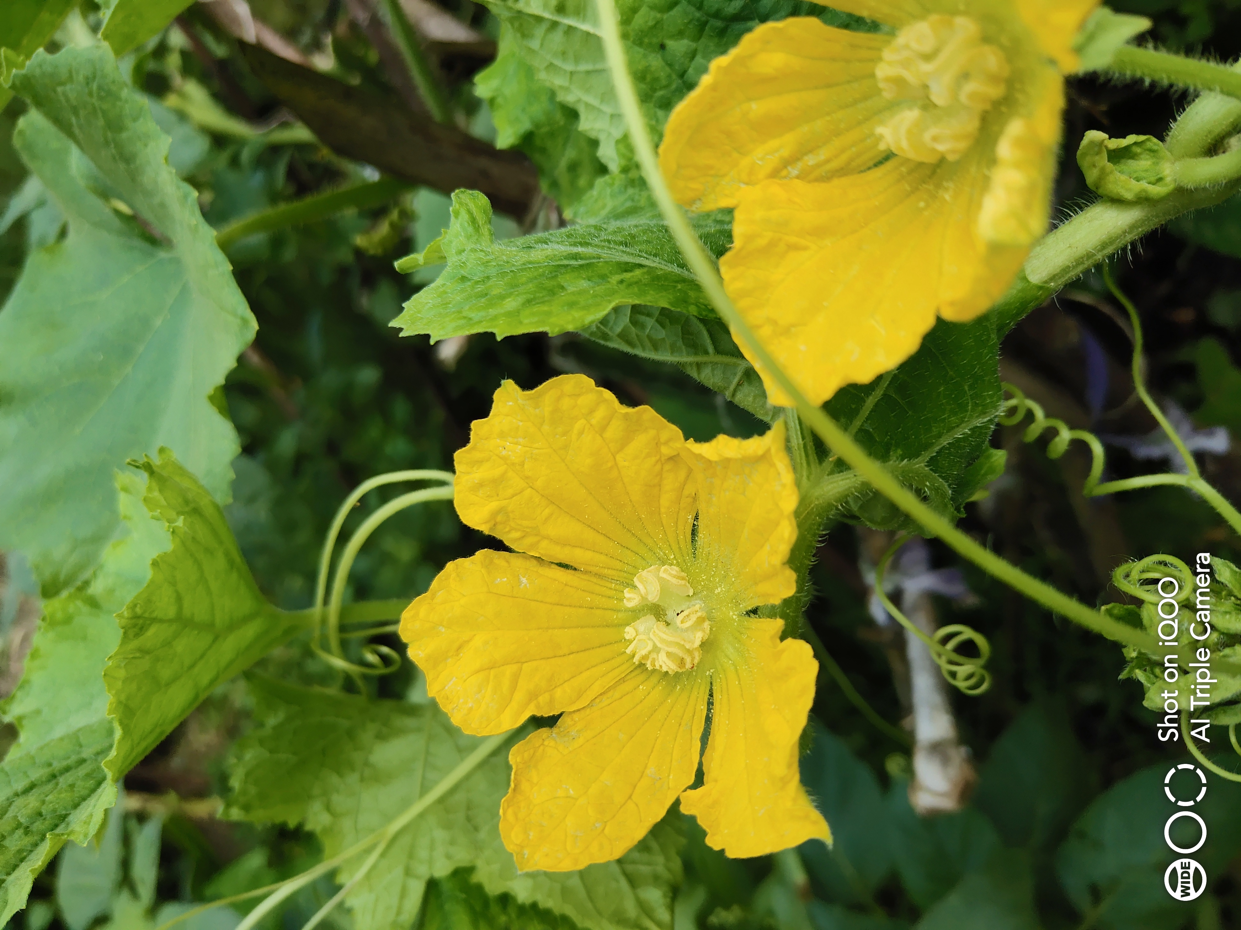 iqoo试拍小冬瓜花