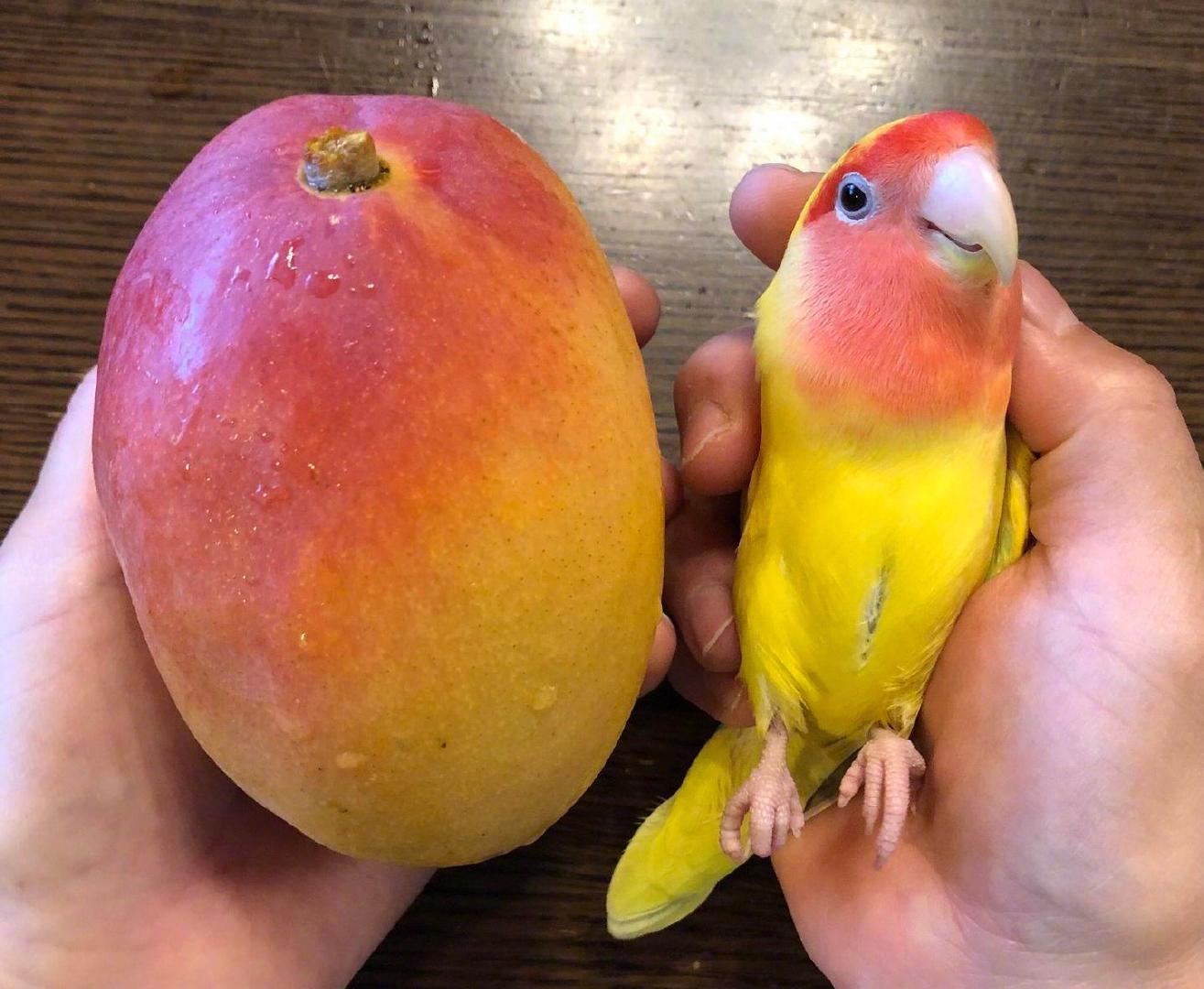 水果颜色的鹦鹉看起来就香香甜甜
