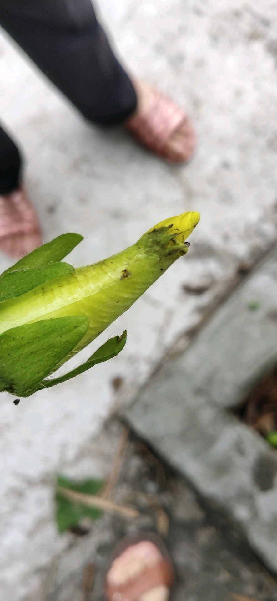 娄娄花 - vivo官方社区