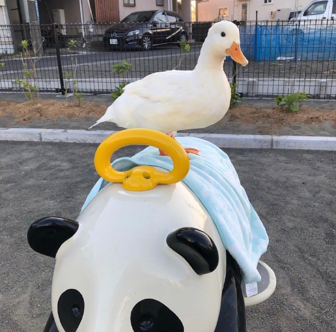 头像网红duck头像来了