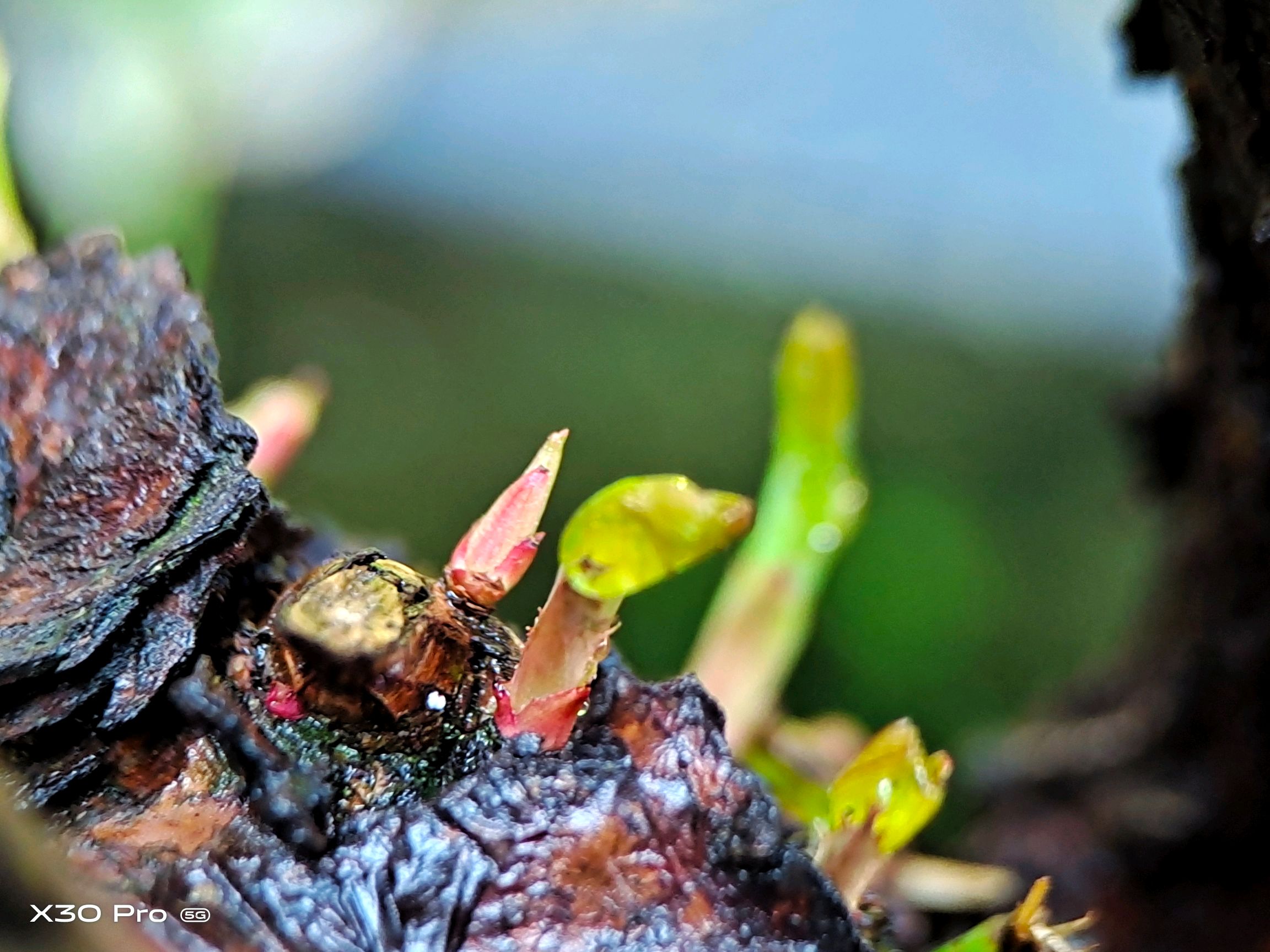 【x30 pro】新芽尖尖意