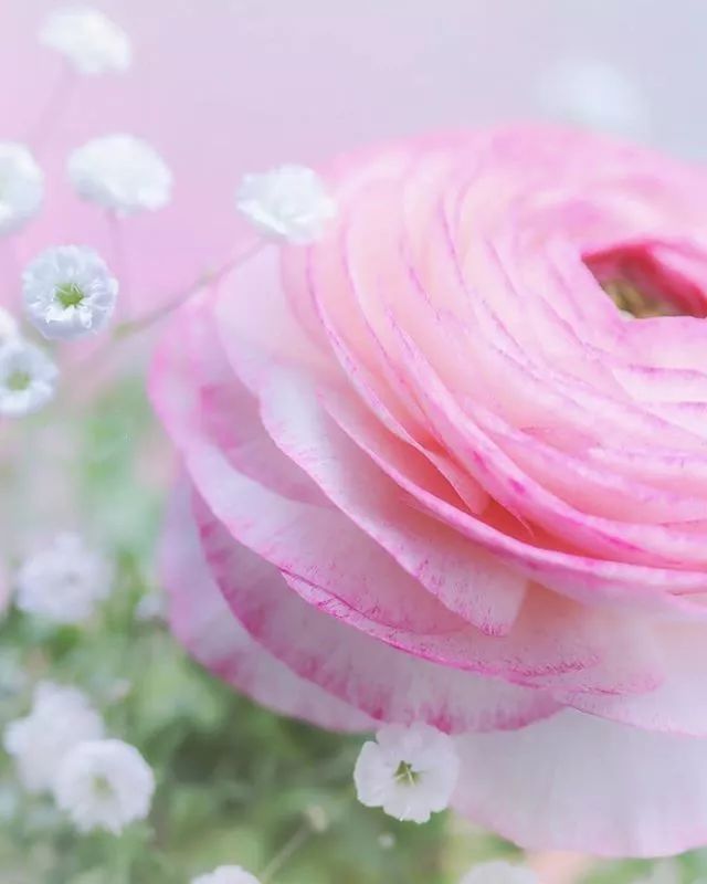 【壁纸头像】微信聊天背景淡雅花朵壁纸图片 1080*2340