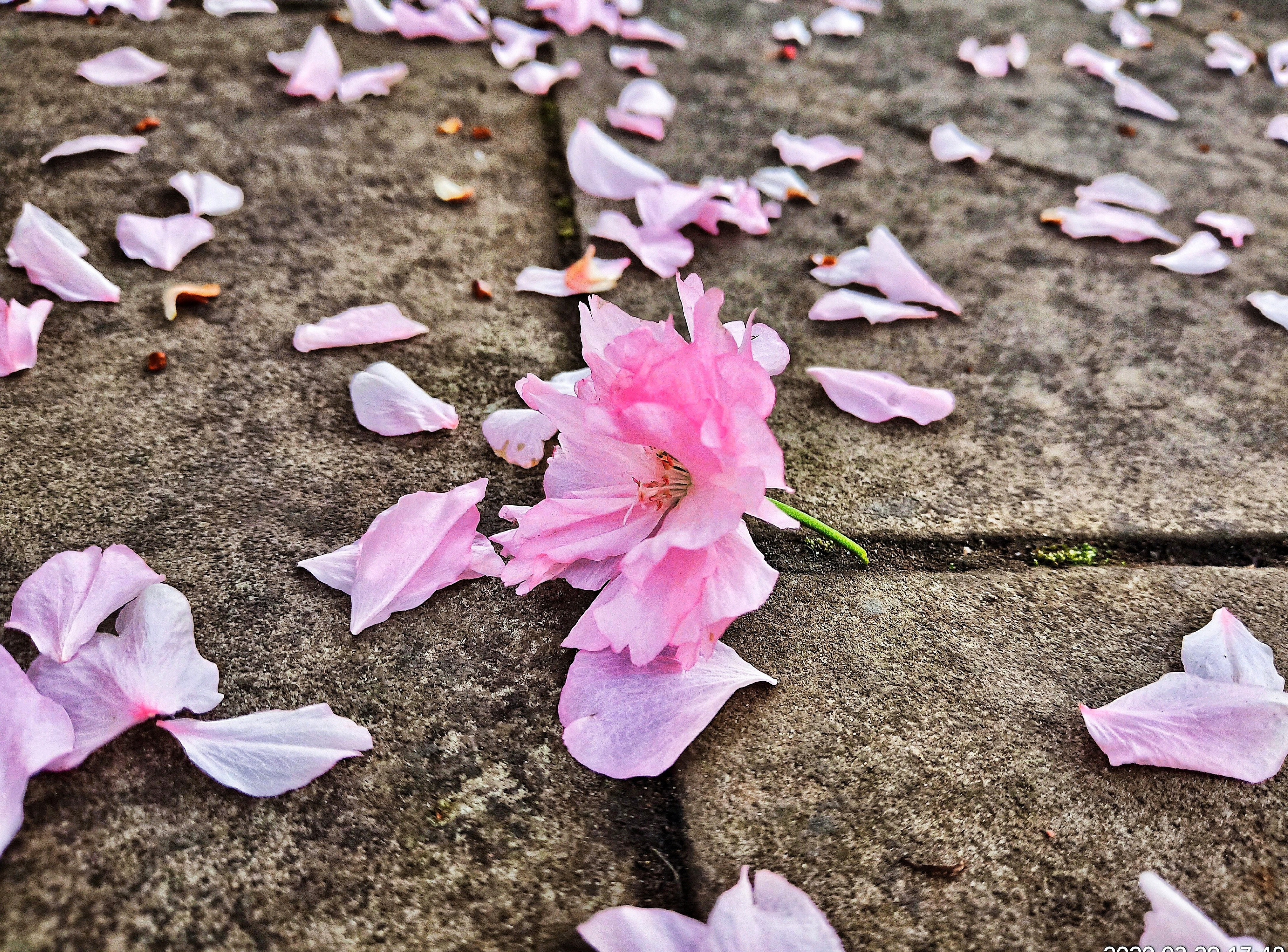 图片伤感 唯美落花图片