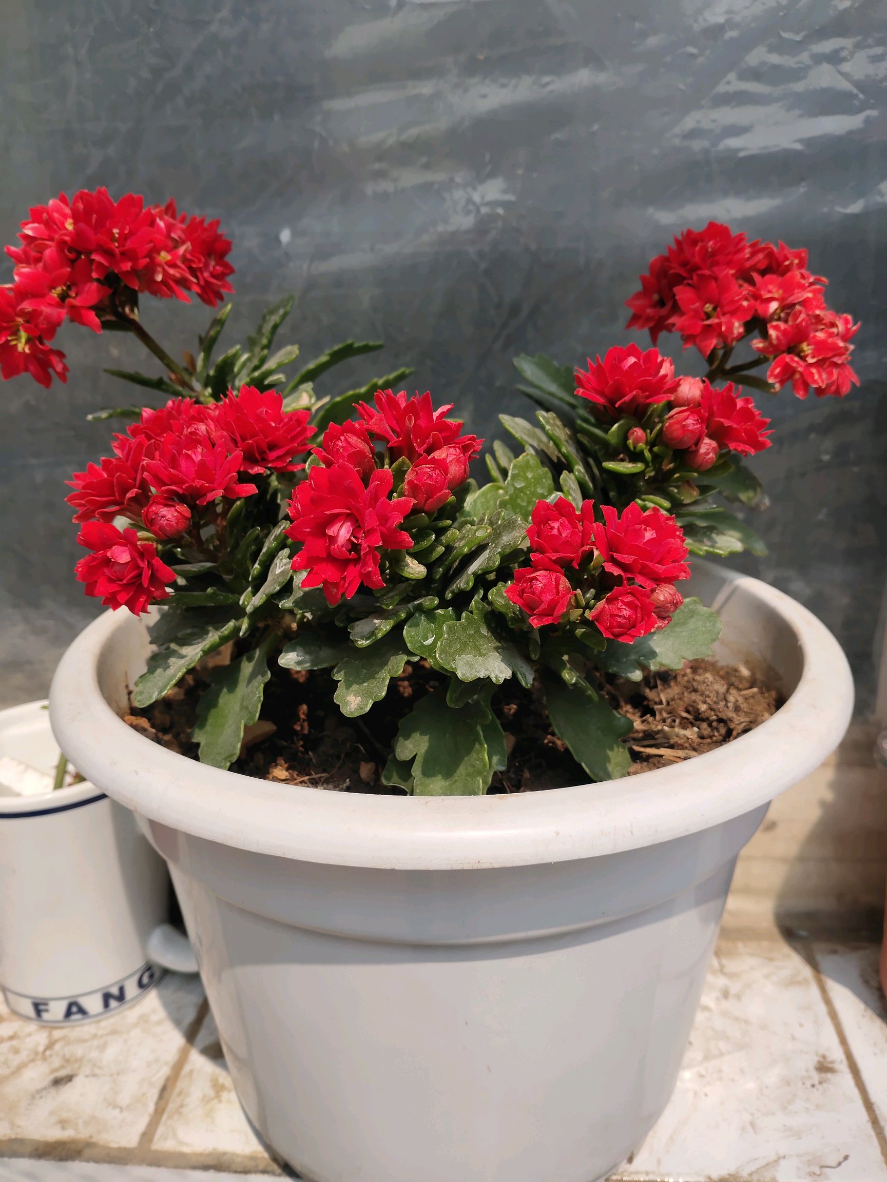刺眼花,眼花,刺眼花图片_大山谷图库