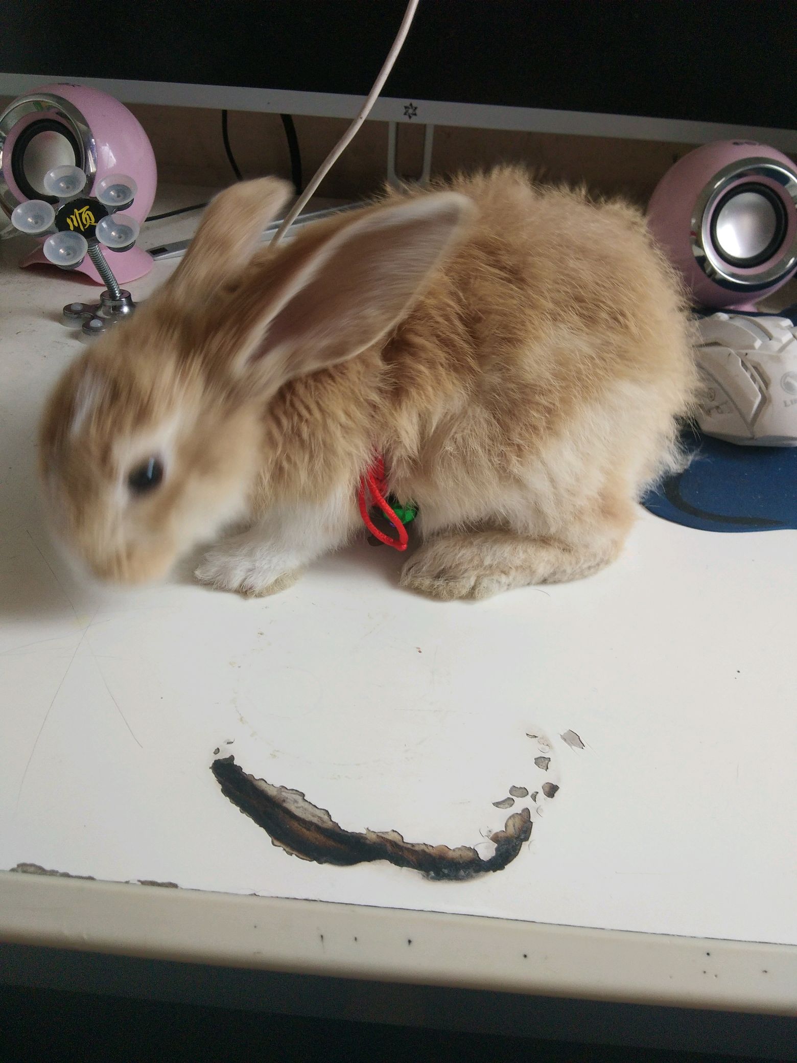 虎皮黄兔 - vivo官方社区