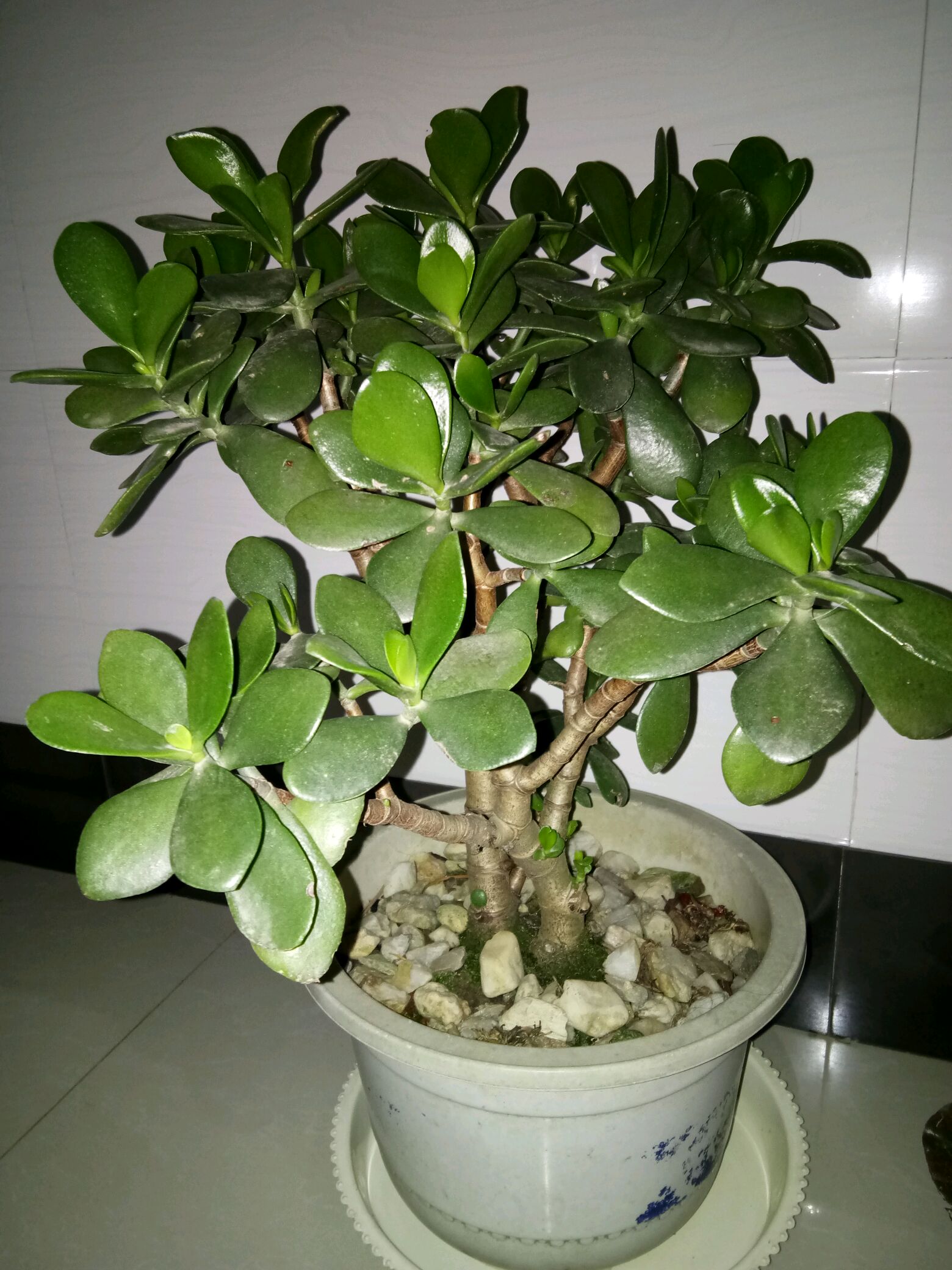 绿树好看吗? - vivo官方社区