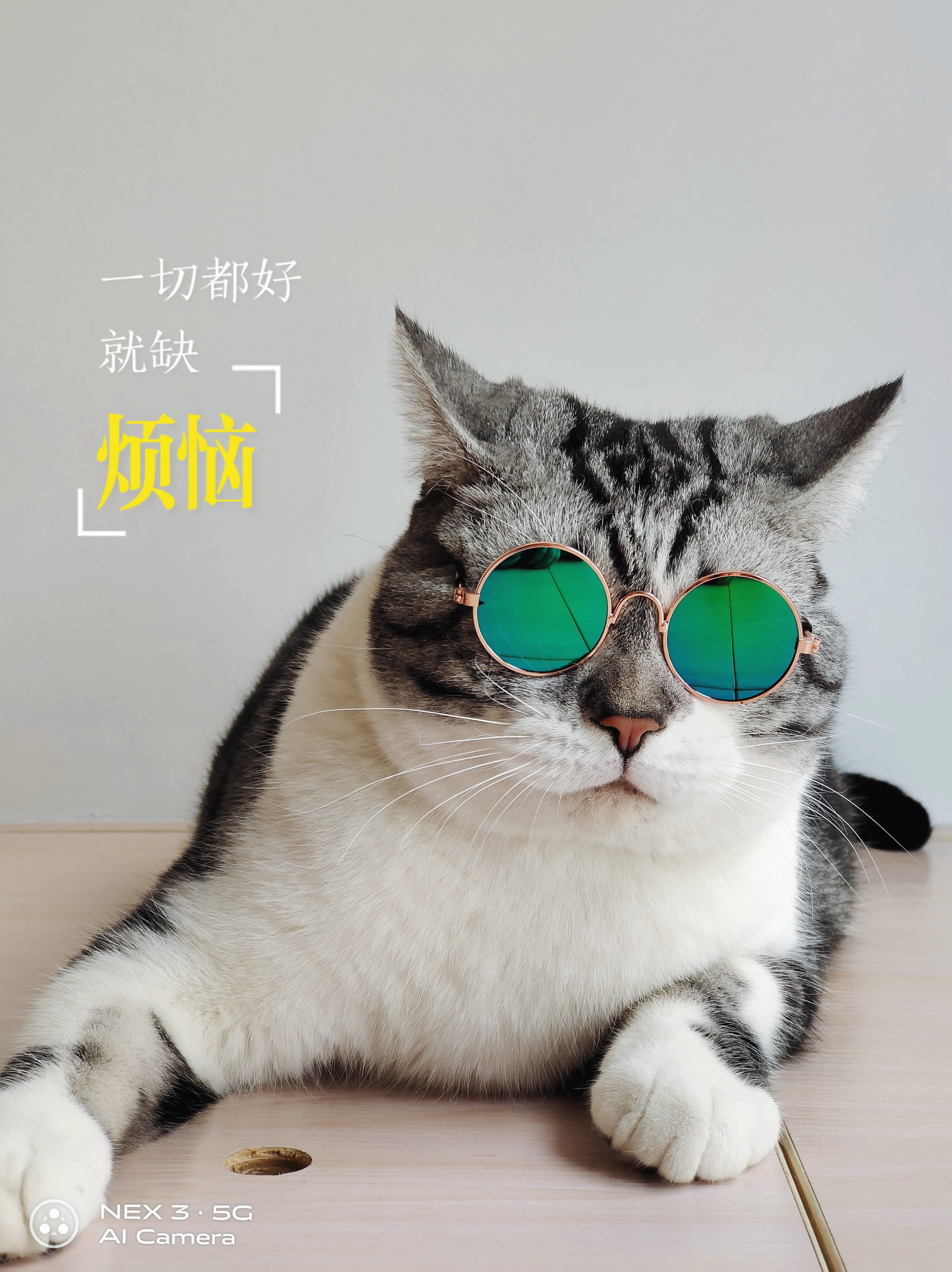 猫带墨镜大佬图片