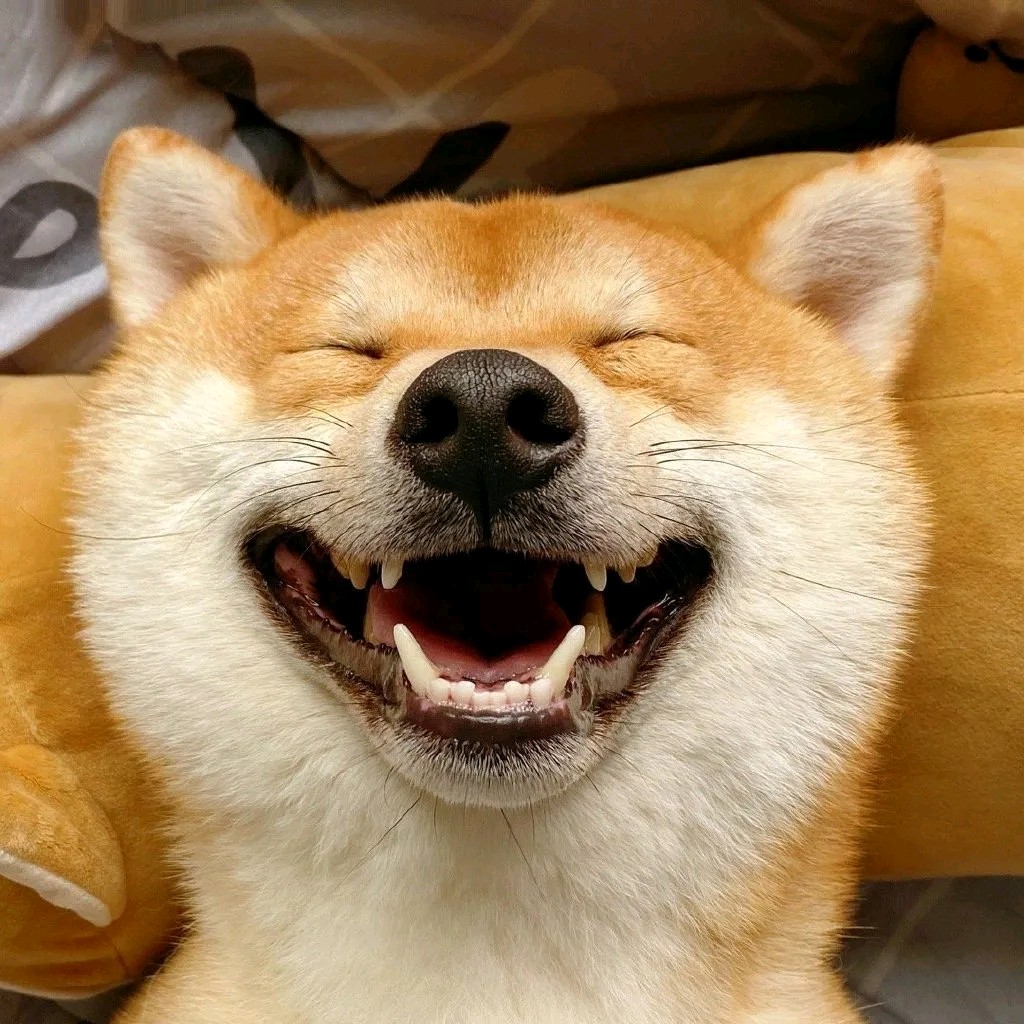 【头像】 可爱软萌动物,被你的可爱咬一口灵魂都失重