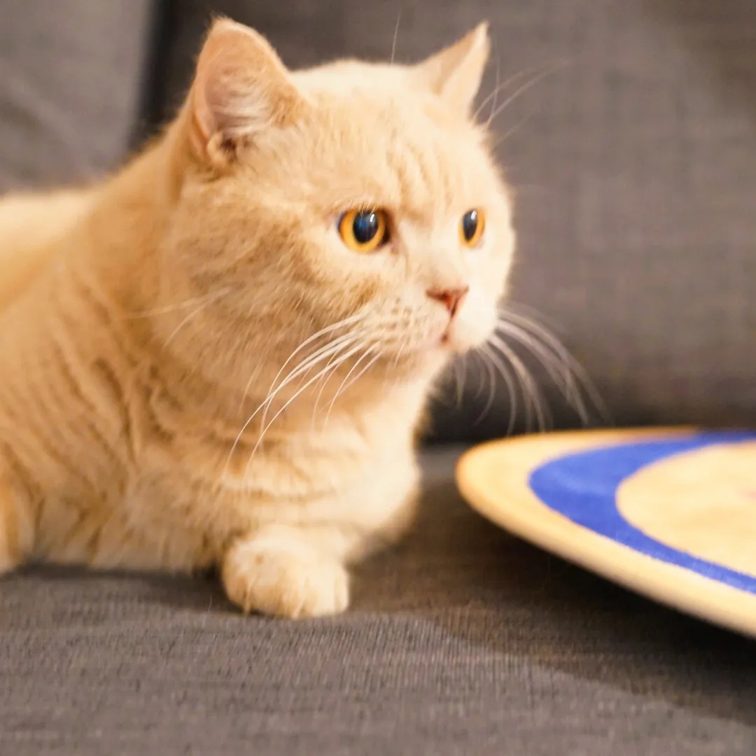 【头像】 可爱软萌动物,被你的可爱咬一口灵魂都失重