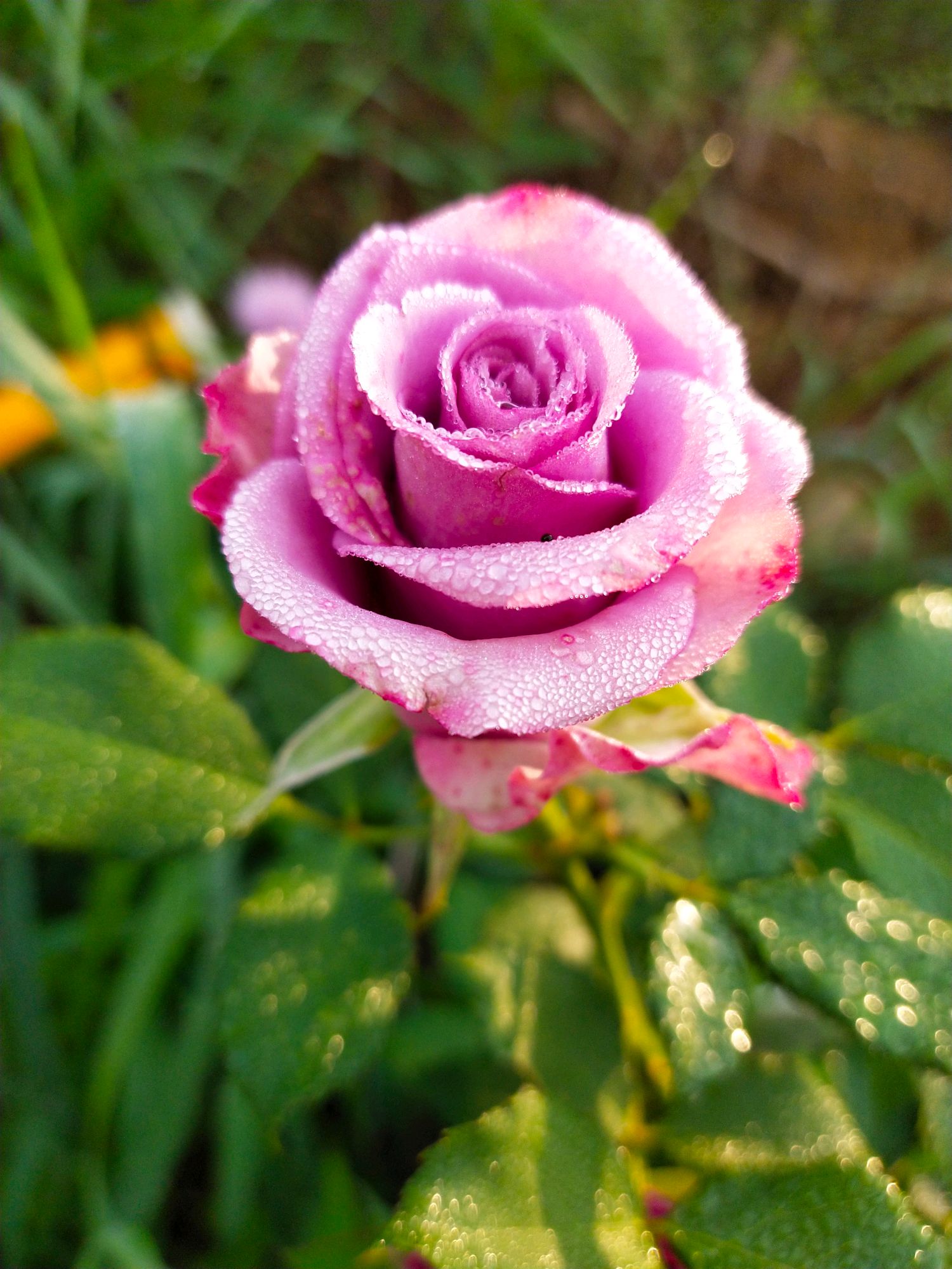 雨后怒放的玫瑰花