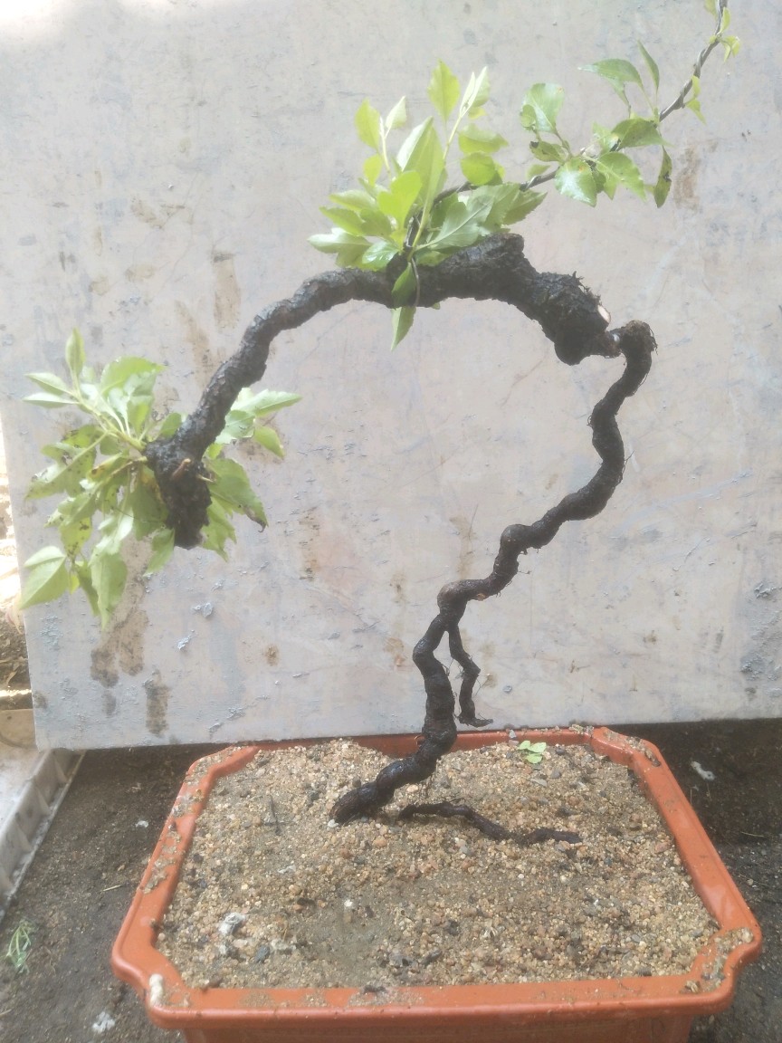 棠李子盆景 - vivo官方社区