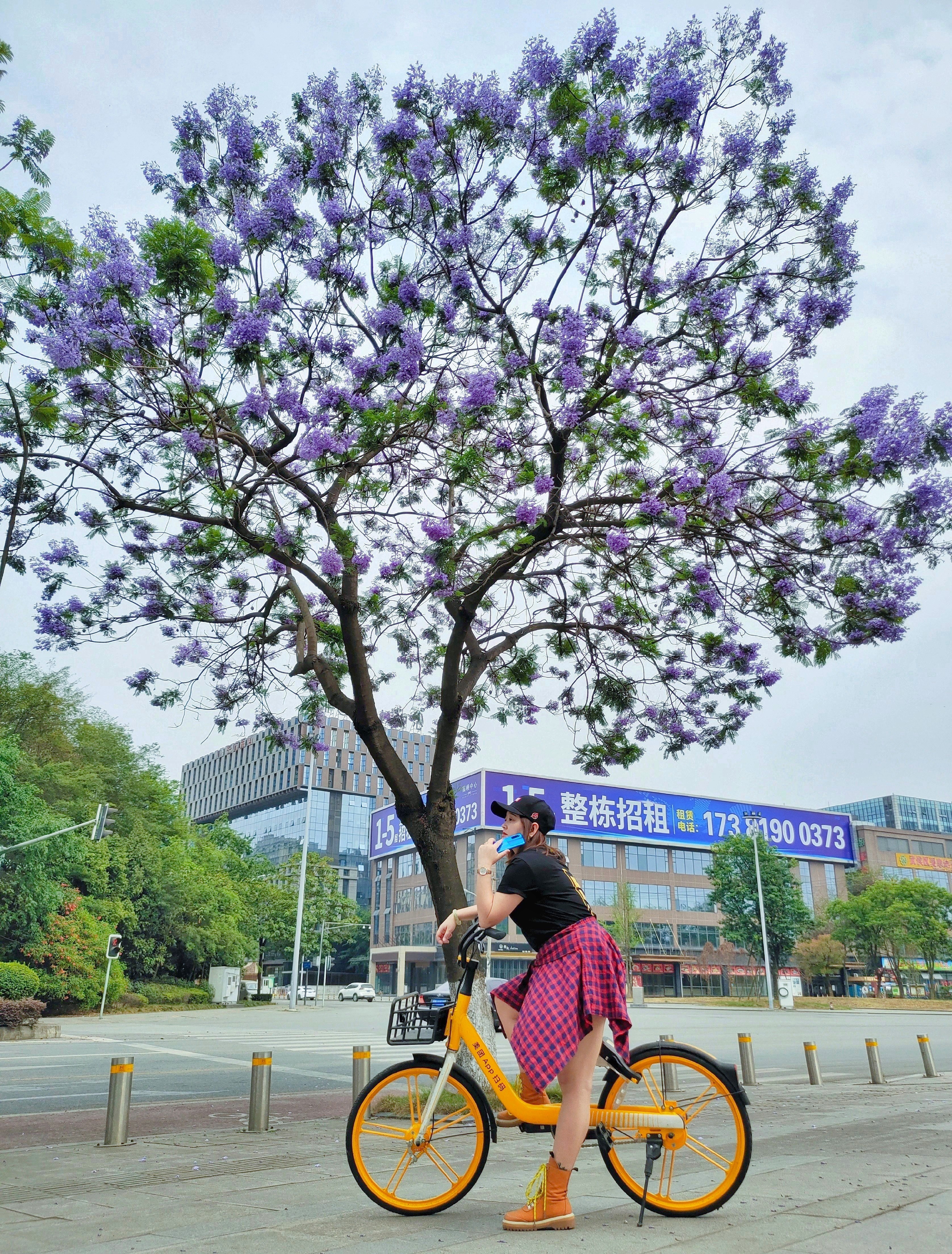 nex3摄影去成都街头寻找蓝花楹