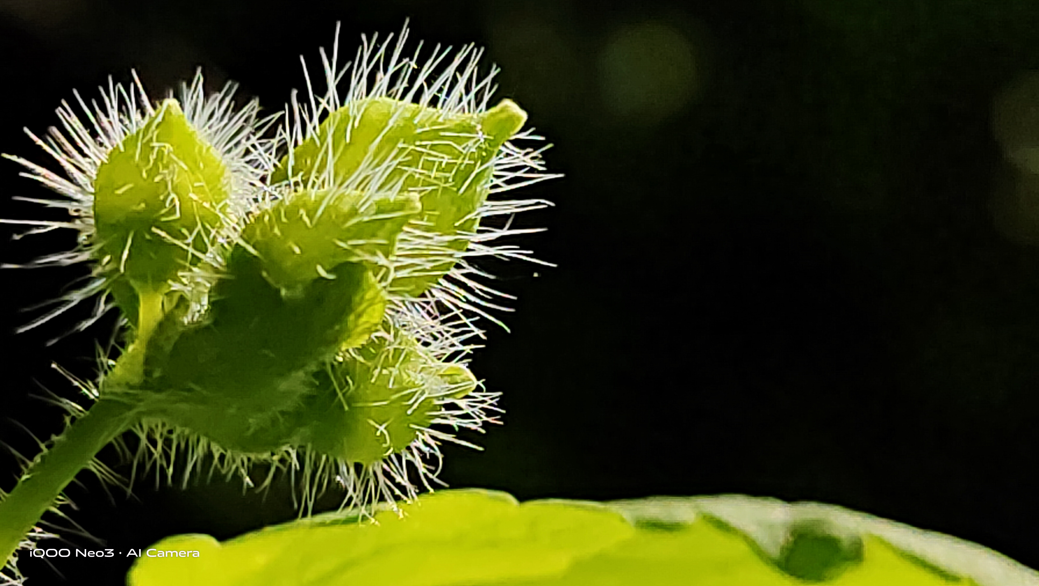 【iqoo neo3】 山花烂漫 - vivo官方社区